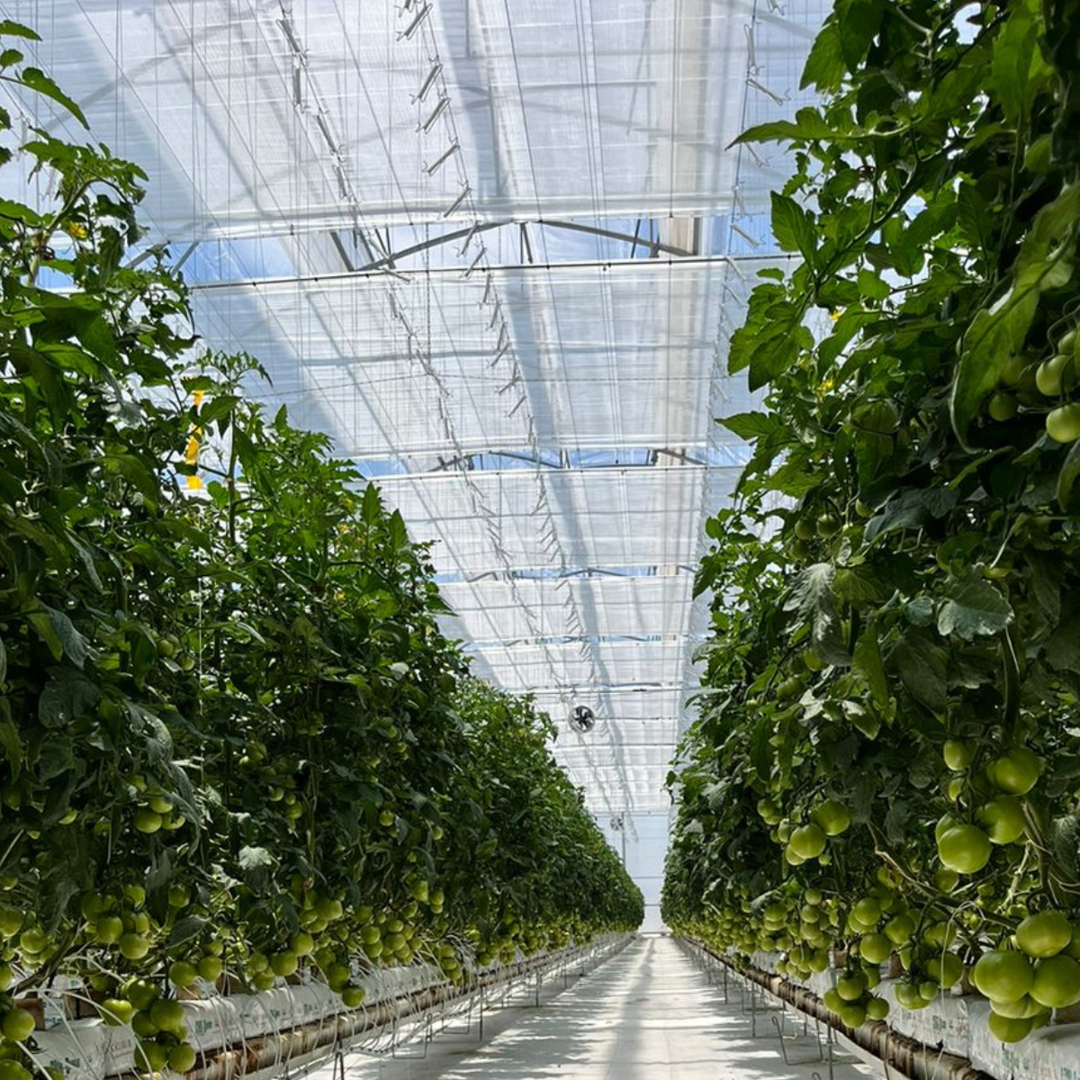 CS - Highlights Svensson, HortiConnect -Van der Valk- & Digma.png