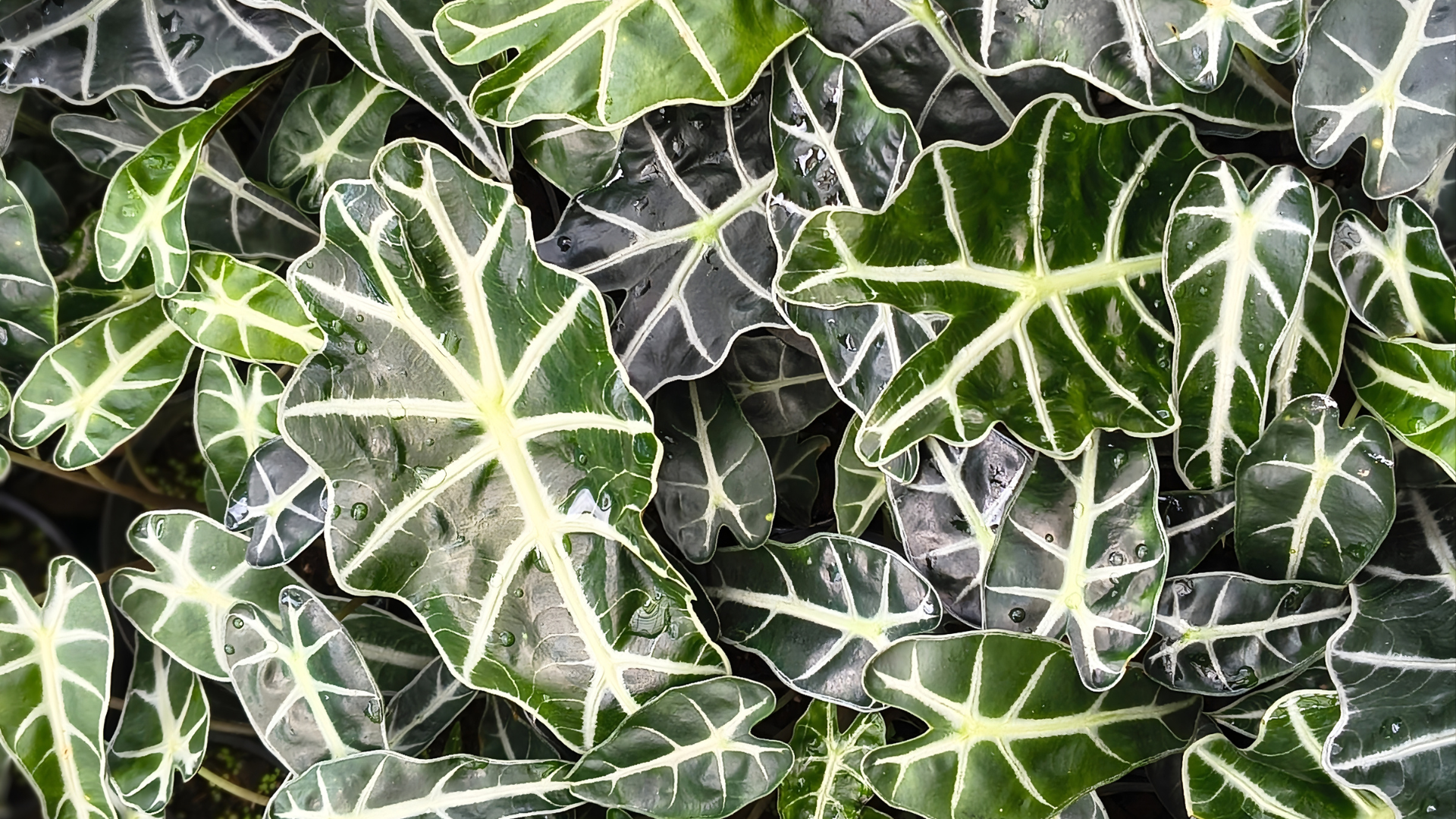 CS - Alocasia - Kwintplant - Netherlands - 2021.png