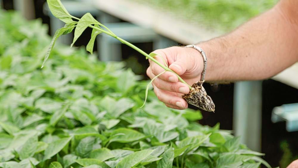 cs - monteplant - seedling.jpg