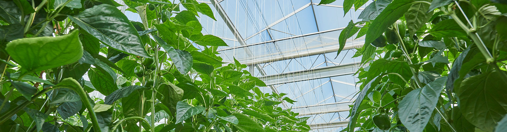 CS - Highlights - Greenhouse - Luxous.jpg