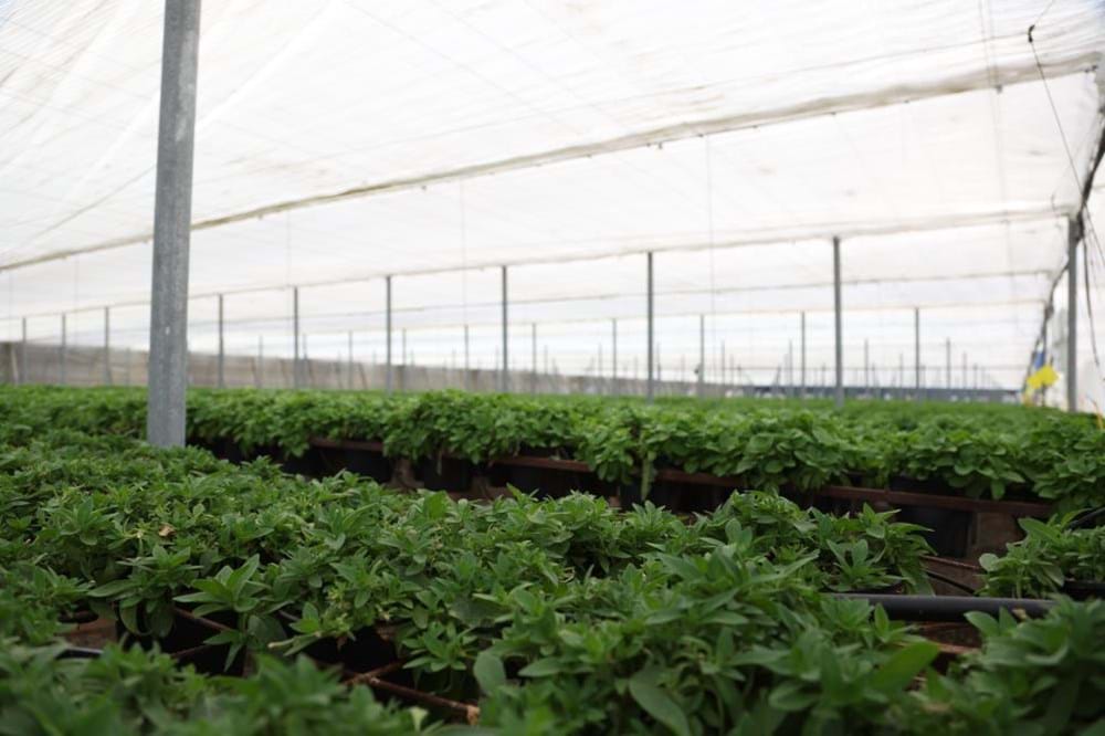 cs - planta andalucia - crop.jpg