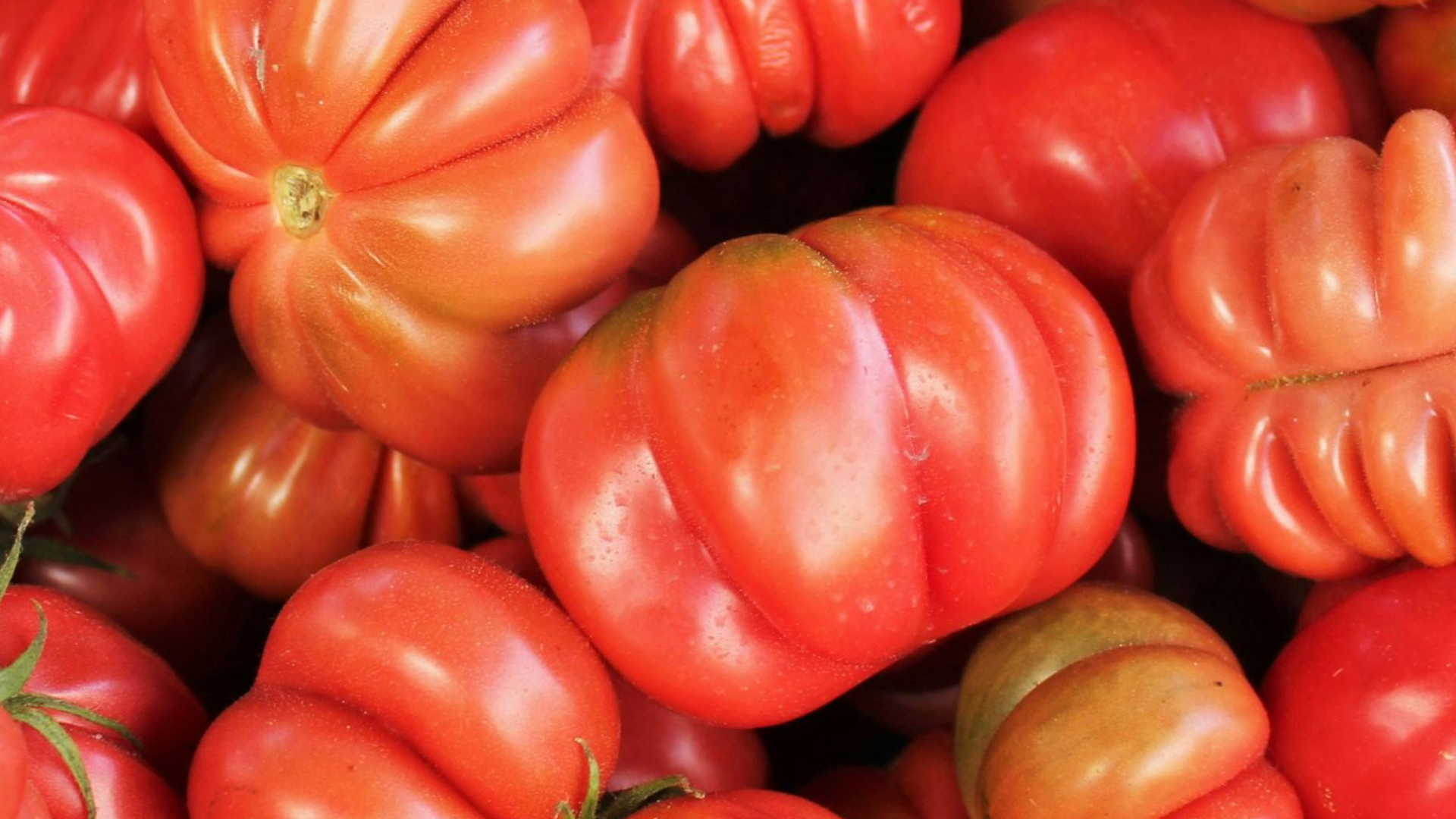 CS - Beefsteak Tomatoes - Crops.png