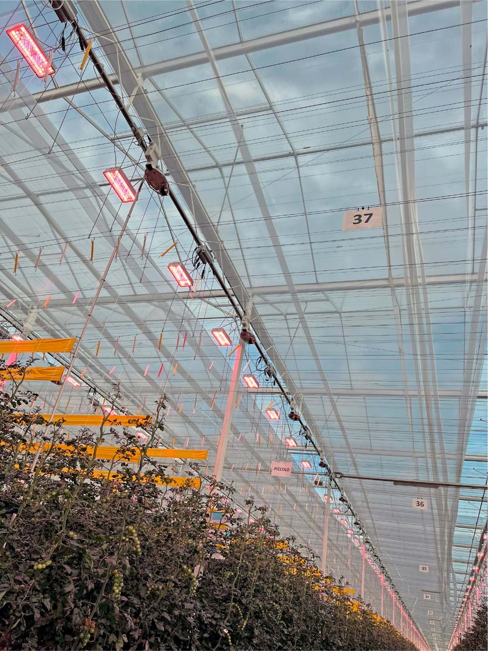 cs - LED greenhouse energy.jpg