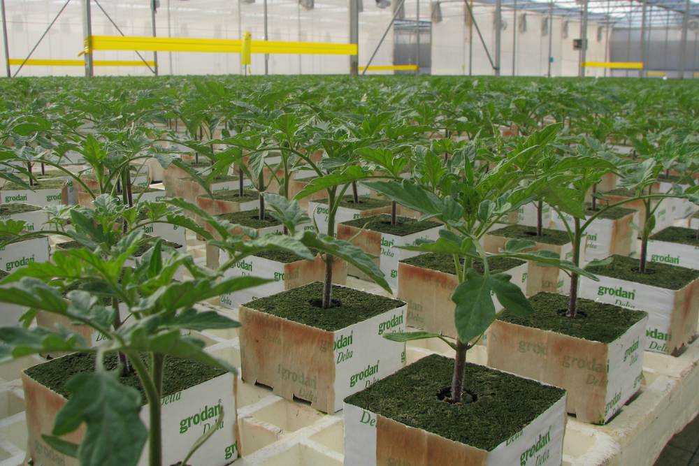 cs - plantanova plants.png