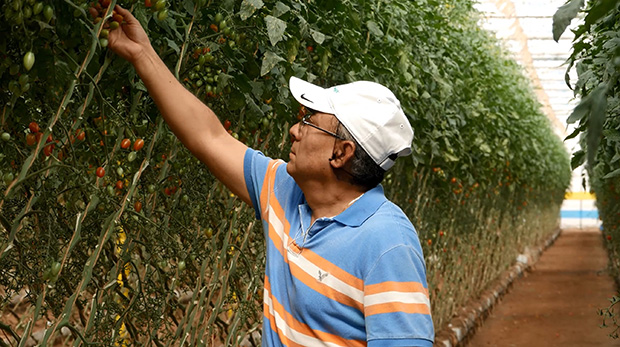 cs - naturesweet2 - grower2.jpg