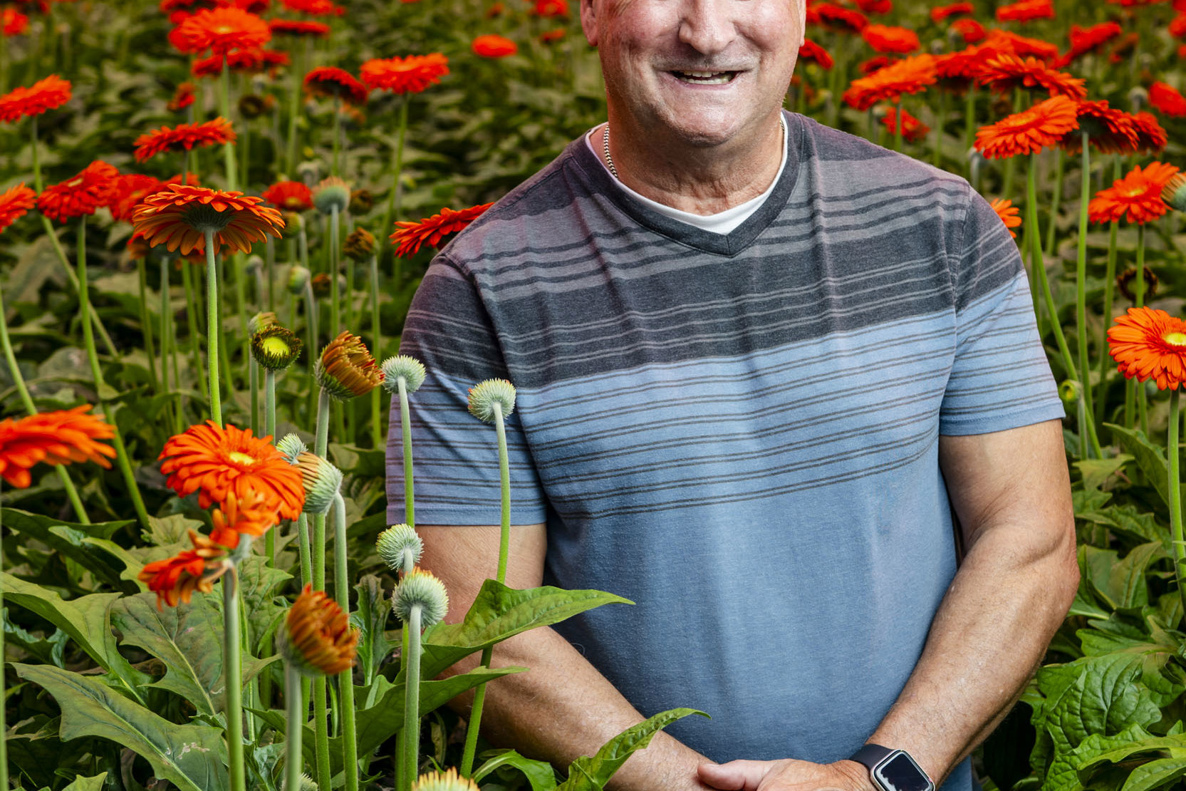 CS - Hollandia - Terry Pastorek - 2026 - Gerberas - Canada.jpg