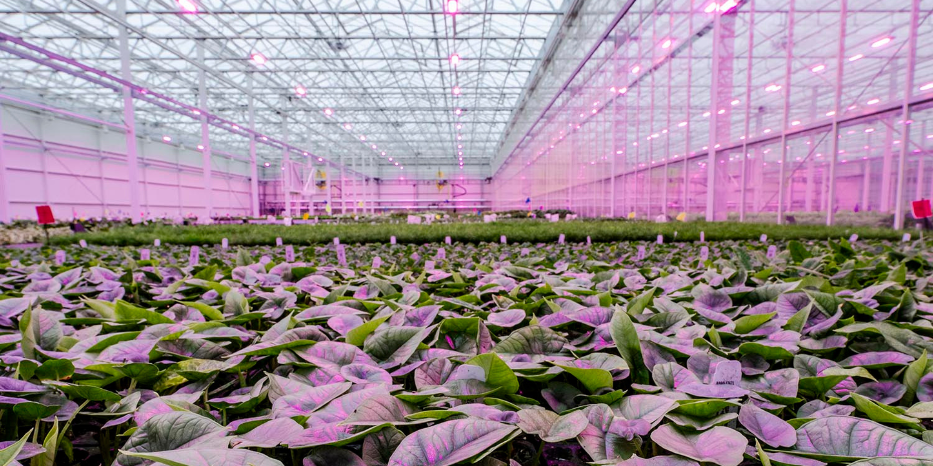 CS - LEDs - Philips Photo - The Plant Company - USA - 2026.png