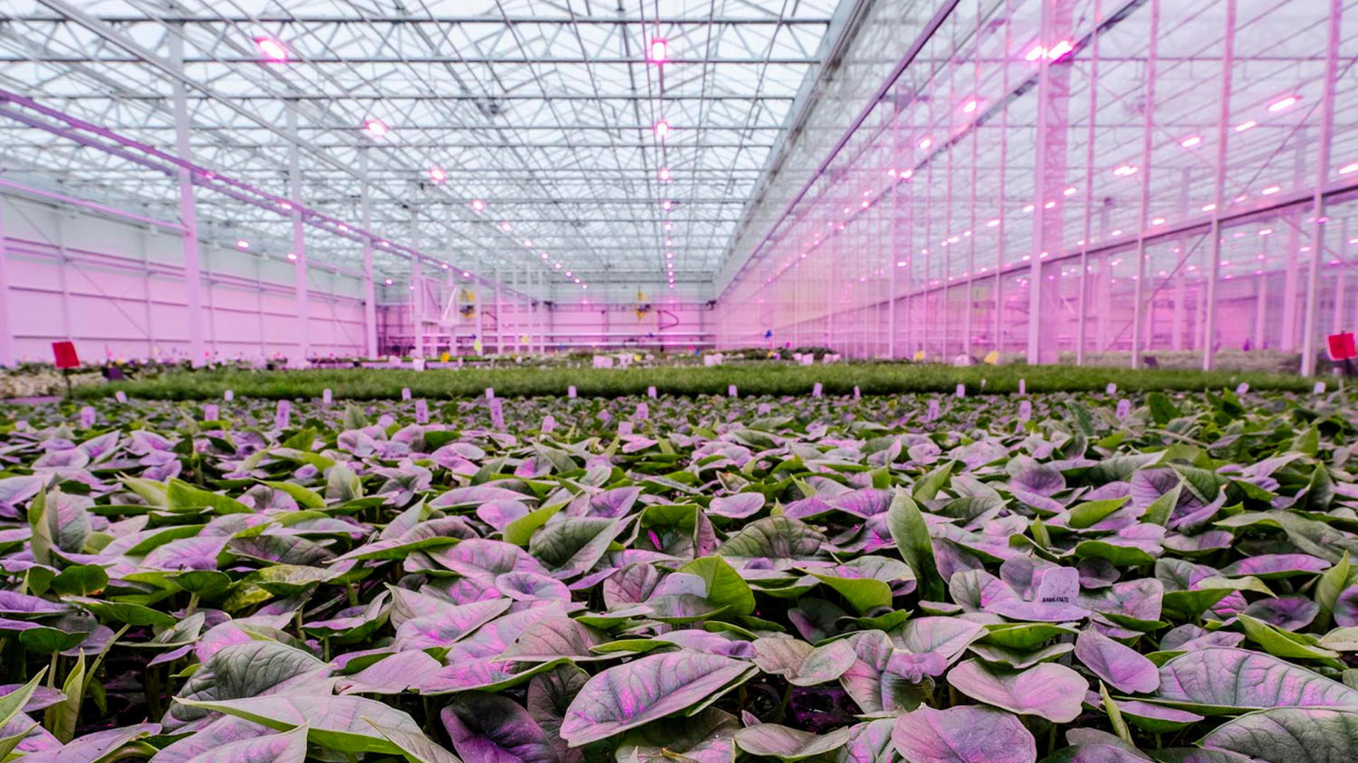CS - LEDs - Philips Photo - The Plant Company - USA - 2026.png