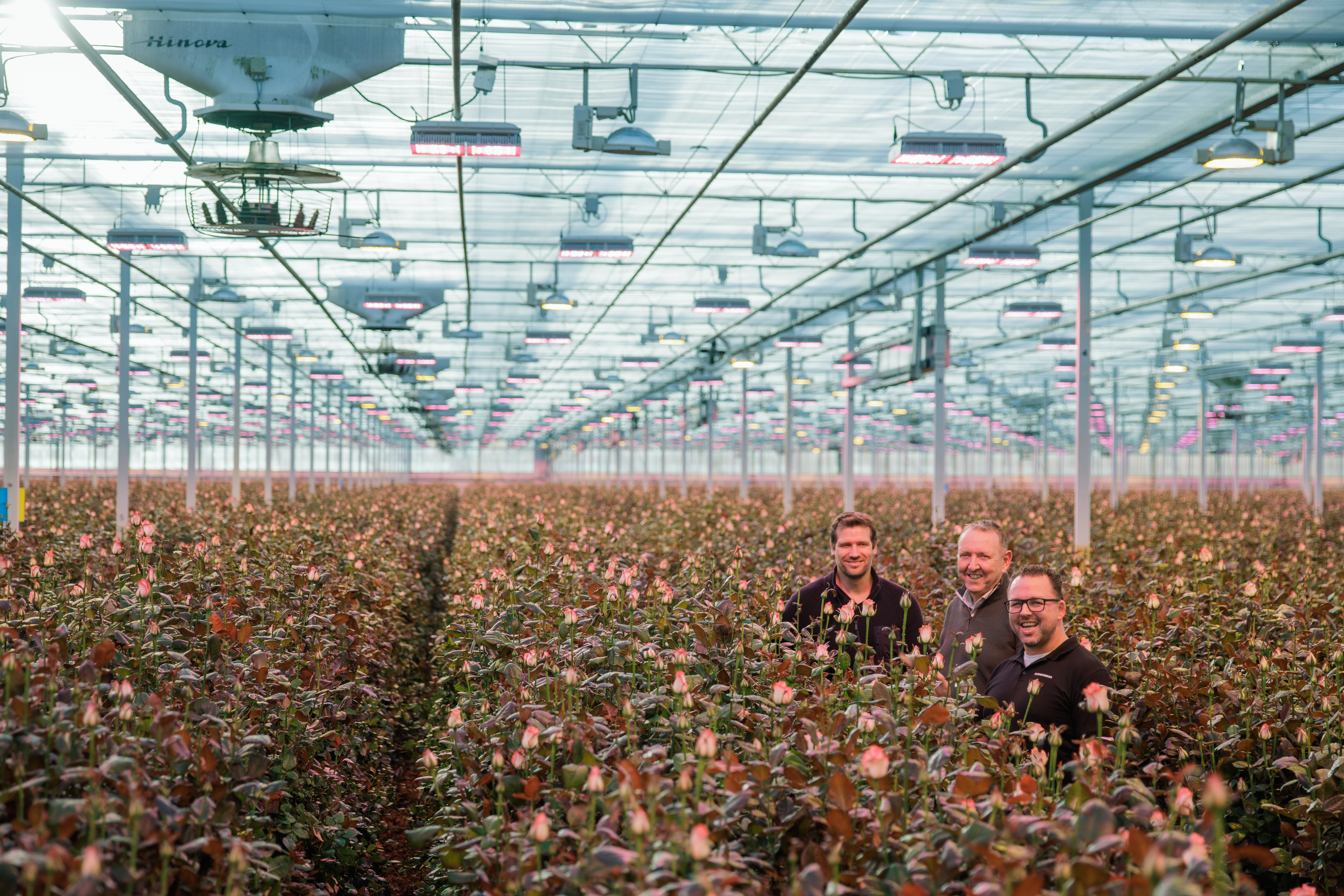 CS - Marjoland - Netherlands - Roses - ClimaFlow - Growers