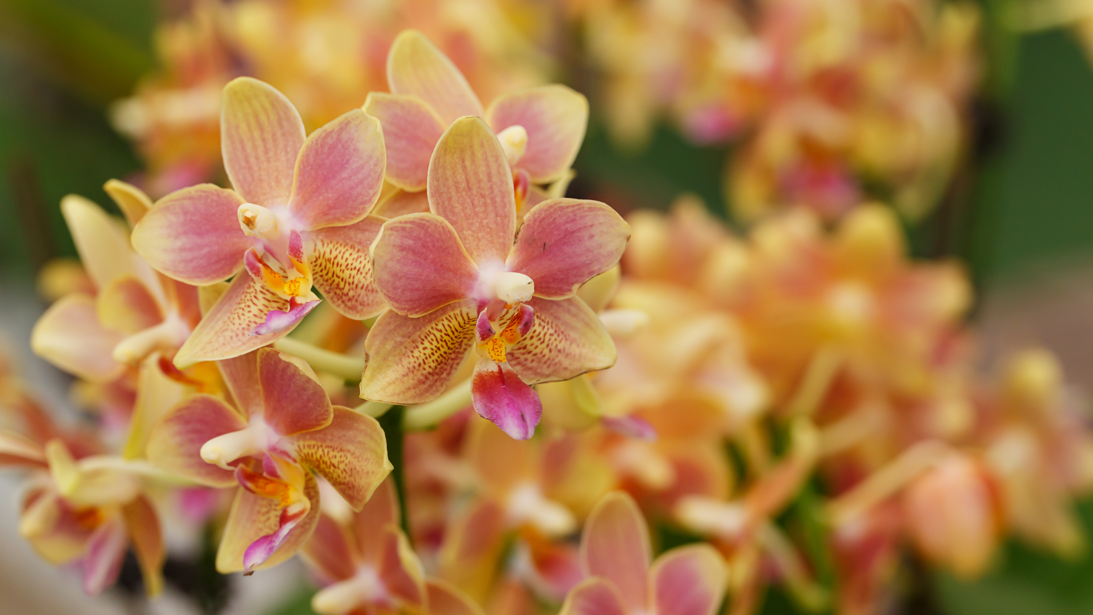 CS - Agro Orchids - Orange Orchids - Costa Rica.png