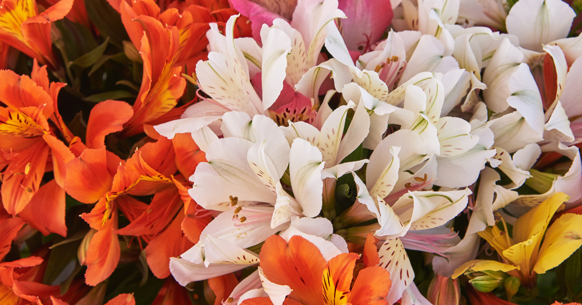 CS_Finca Santa Barbara_Greenhouse_Colombia_Alstroemerias.png