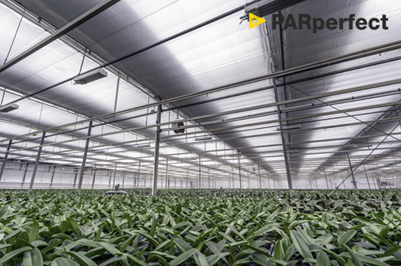 CS - Orchid article - Highlights - PARperfect - Ying Ying.png