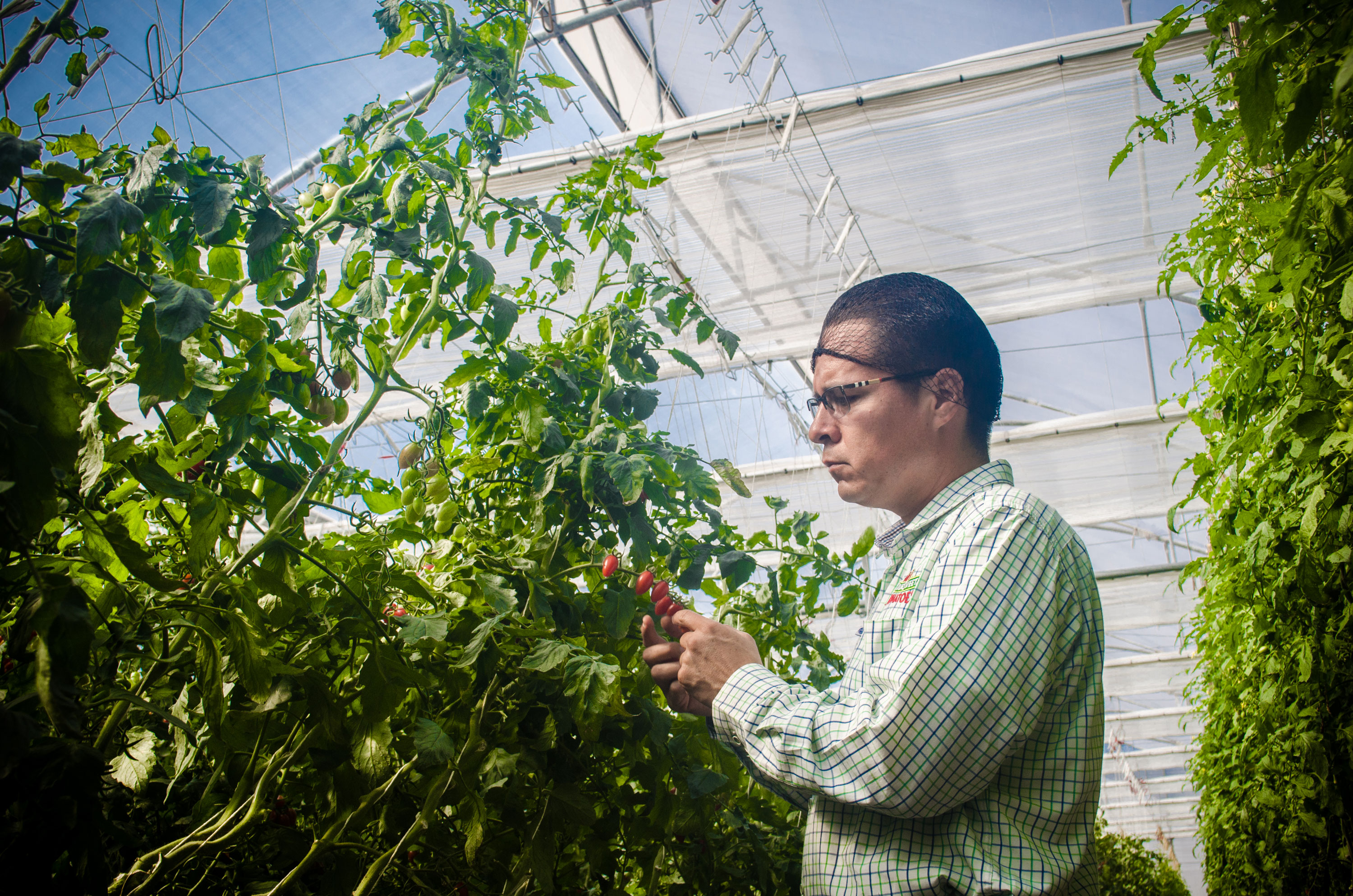 cs - naturesweet2 - grower.jpg