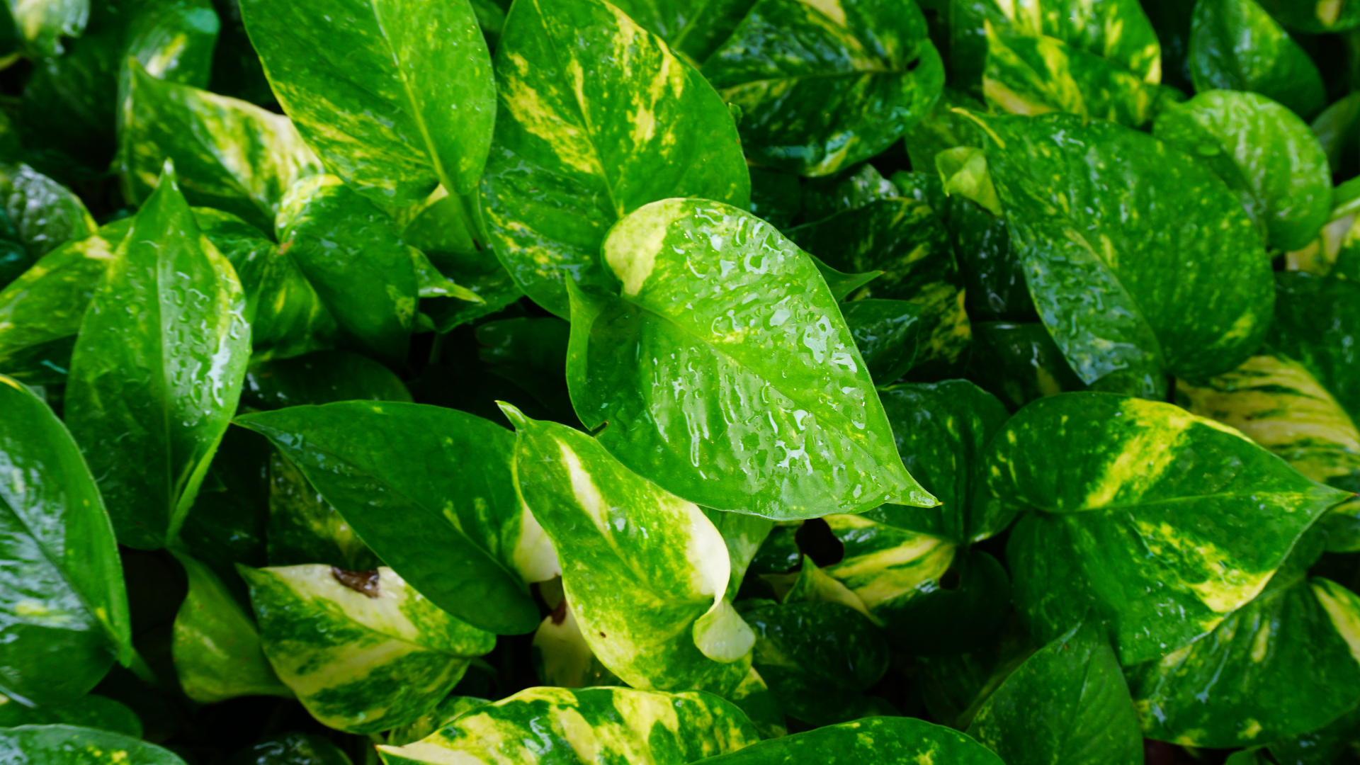 CS - Crops - Pothos - Houseplants.png