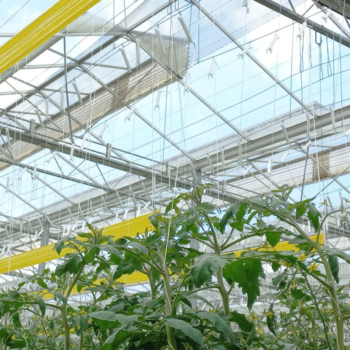 finka-1200x1200 glass ceiling.png