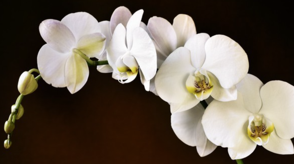 cs - orchid aphrodite.png (1)