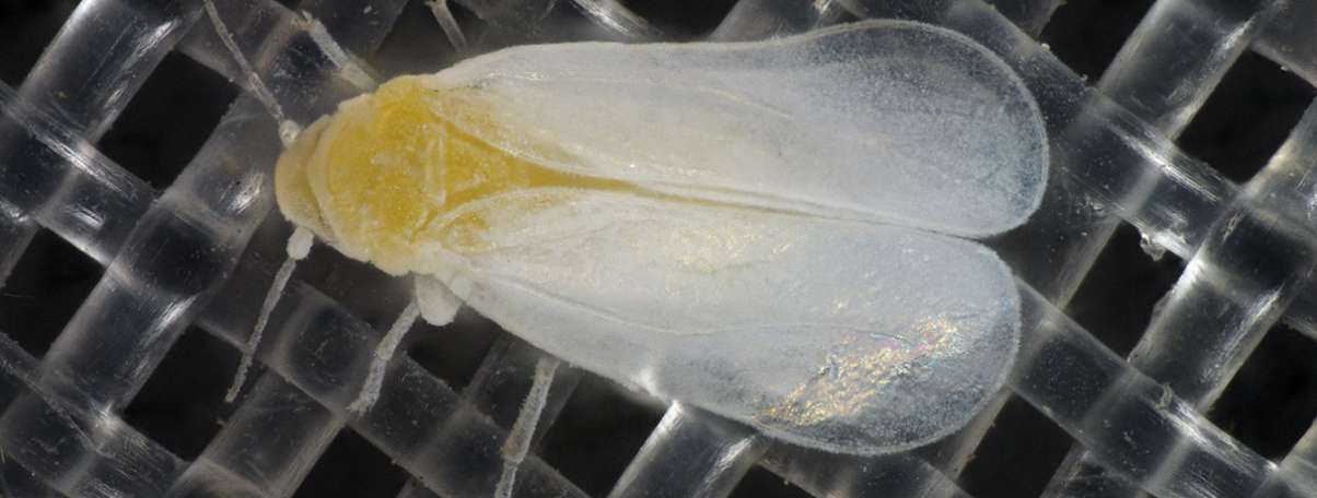 whitefly on net.webp