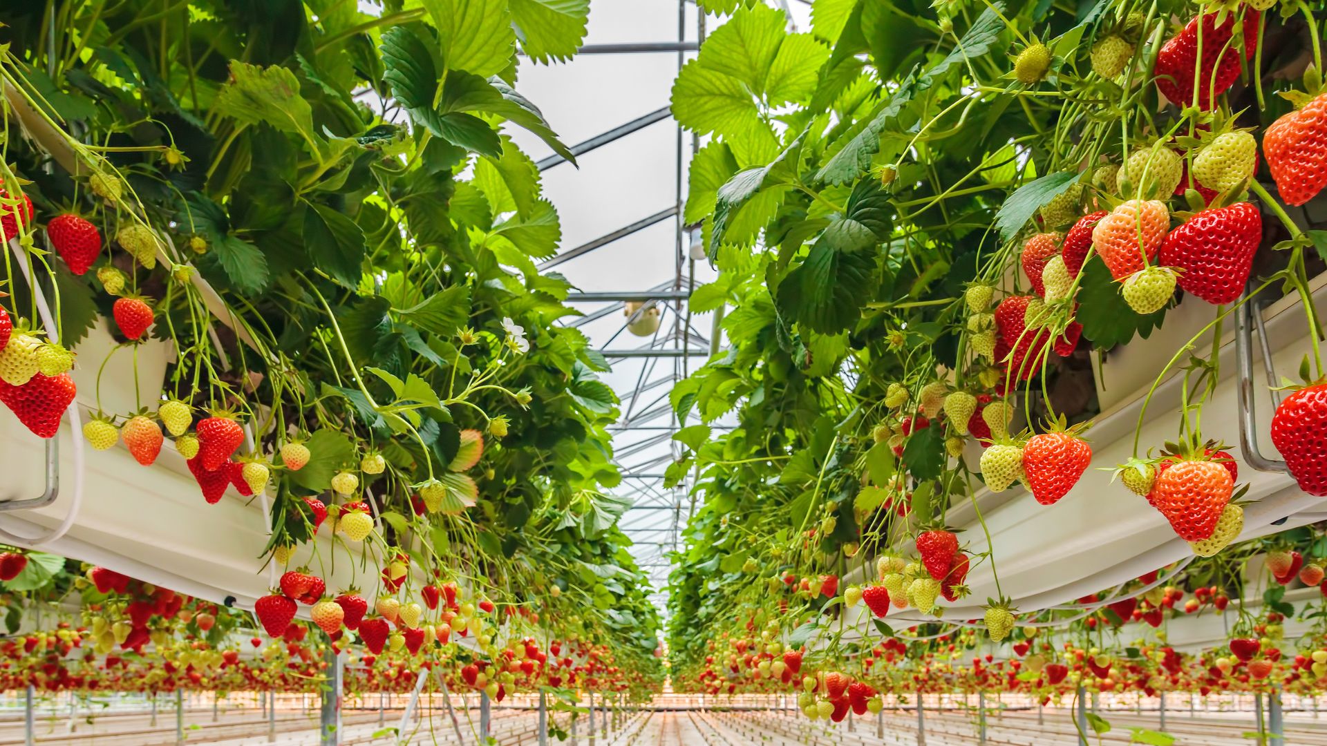 cs - strawberries.jpg