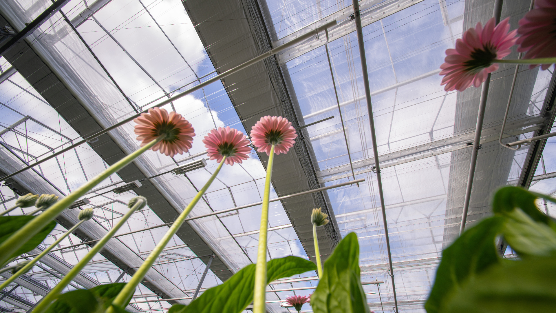 CS - Obscura 10070 WB BW - Netherlands - EveryD Flowers - Gerberas.png