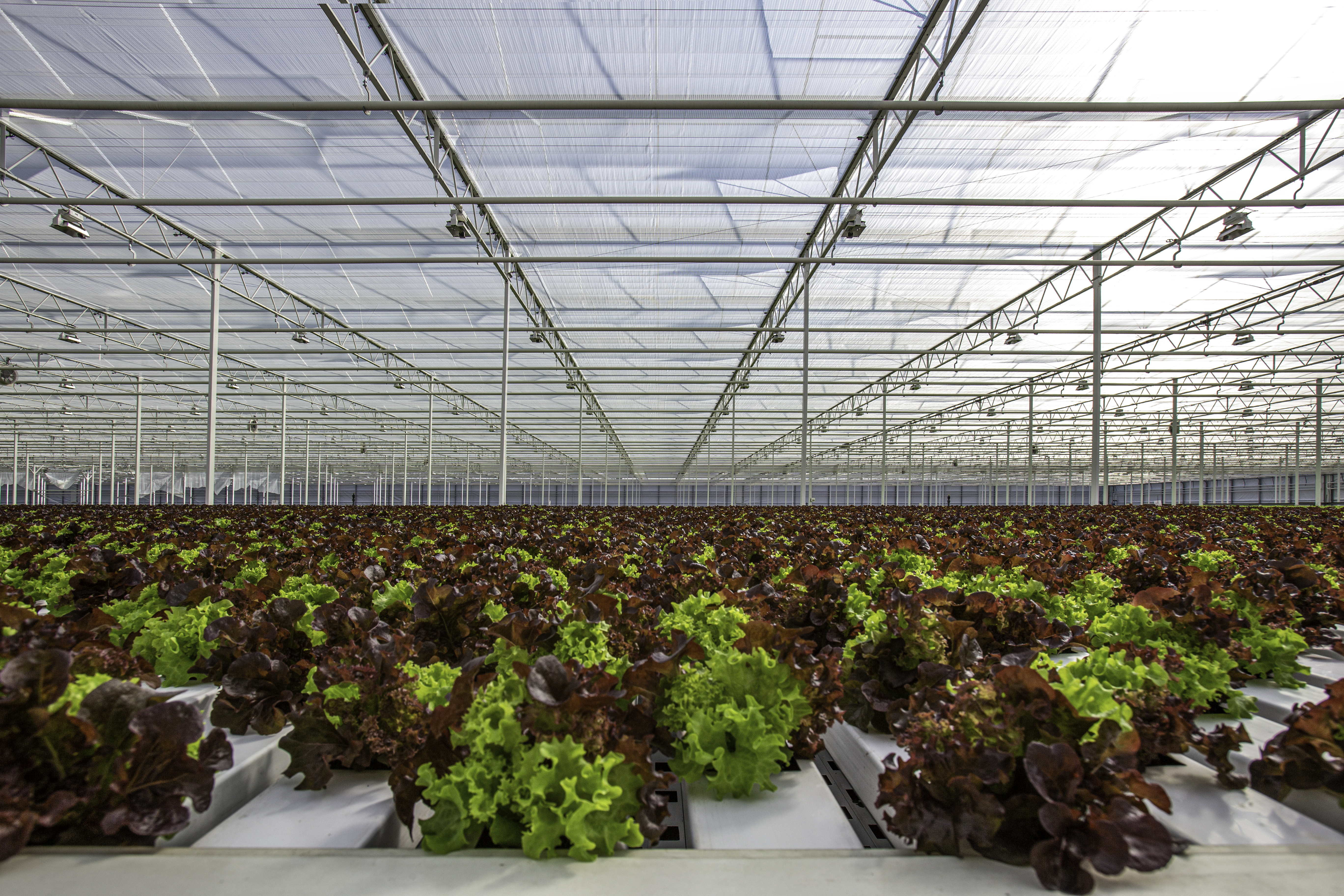 CS - PDI Glastuin - Harmony 3315 O FR - Lettuce - Leafy Greens - Netherlands