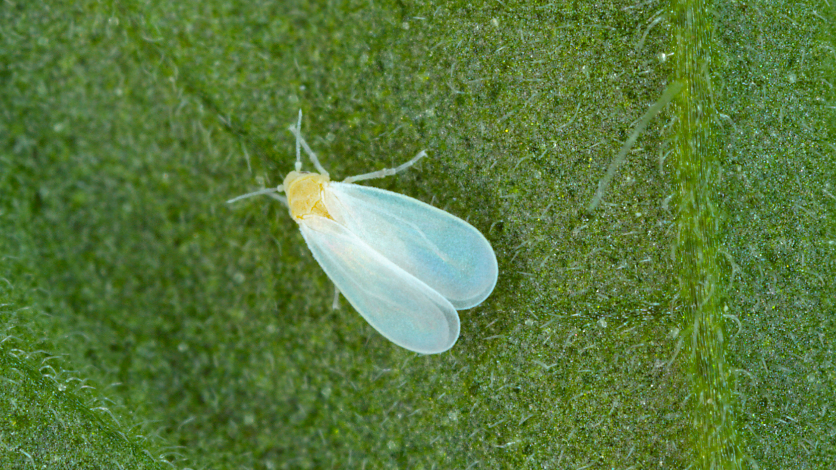 CS - Pest Control - Challenge Pages - White Fly.png