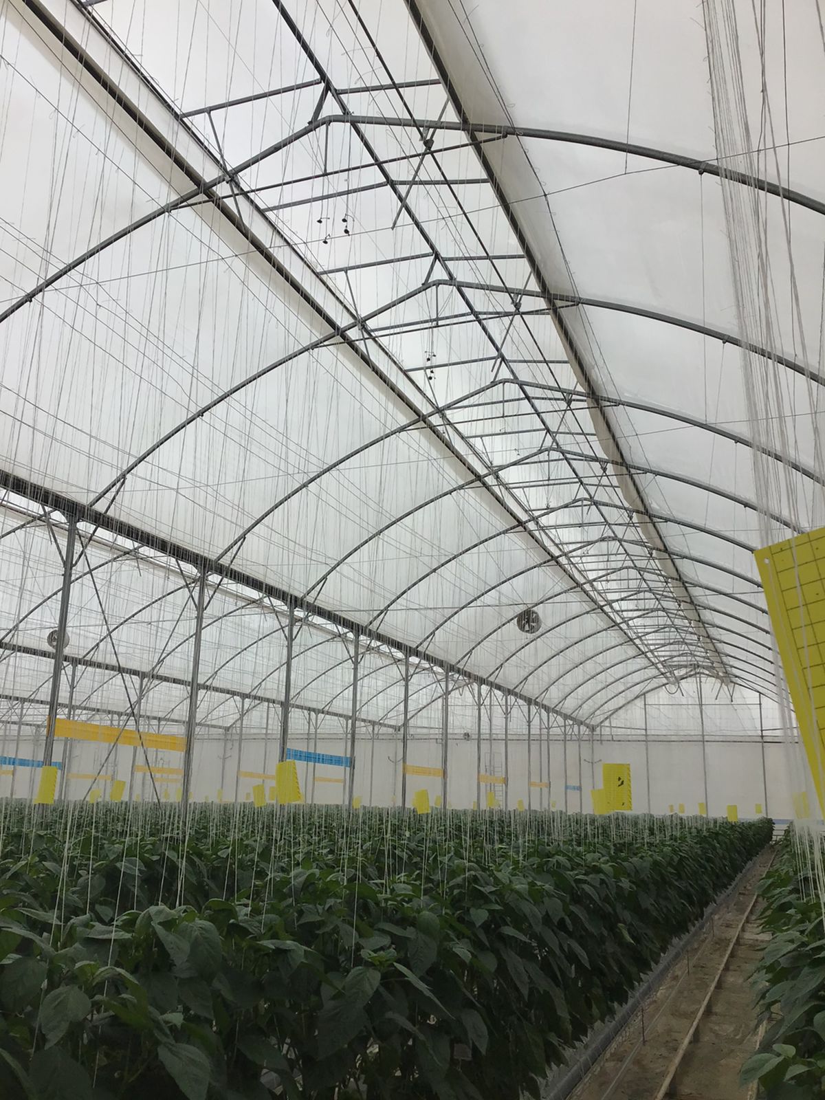 CS - inveragro - greenhouse.jpeg