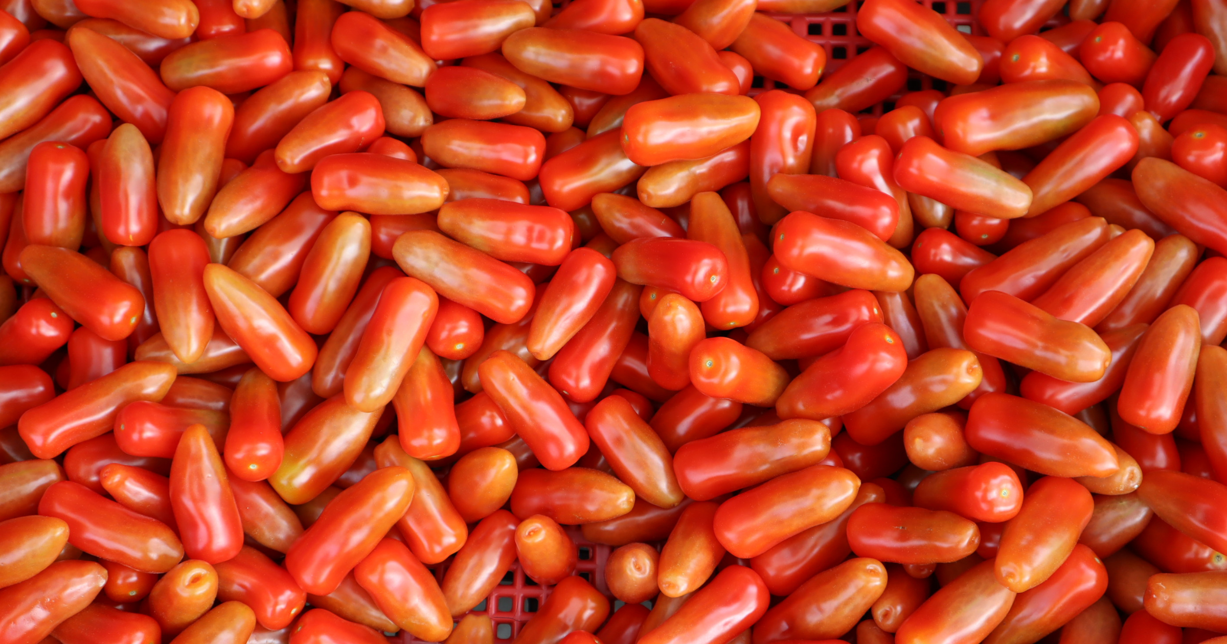 CS - Highlights - Greenhouse - Crops - Tomato.png