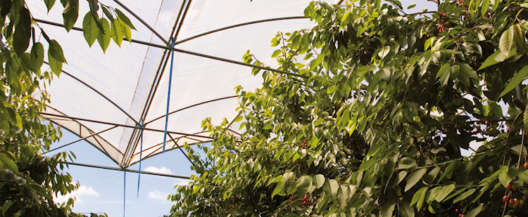 CS - Products - Solarwoven.jpg