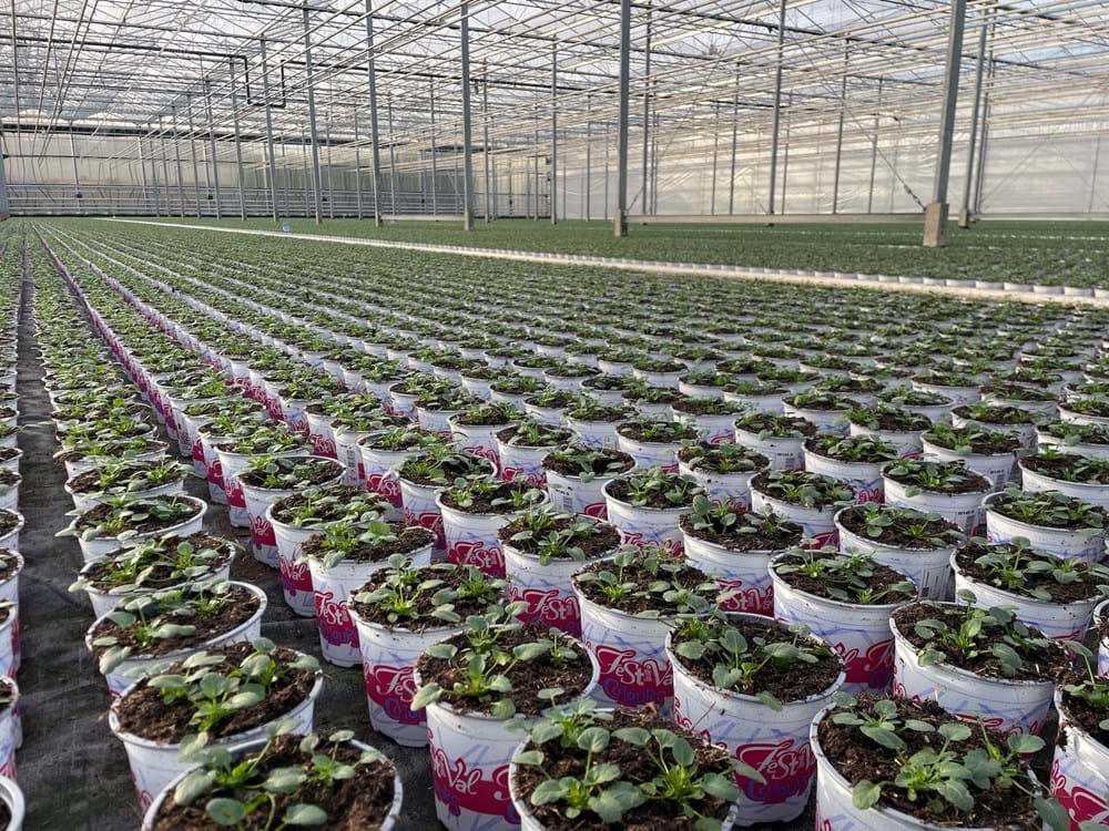 CS - grower story Plant Nursury Wouters NL.jpeg