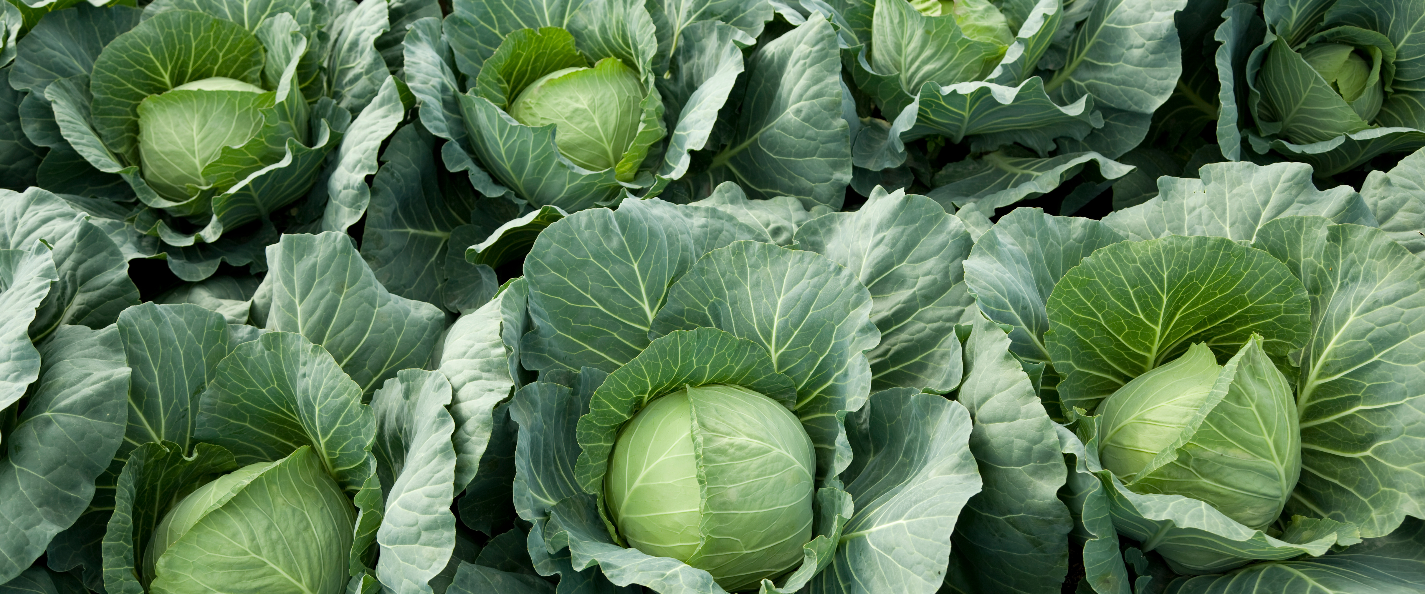 cs - cabbage - gtizel.png