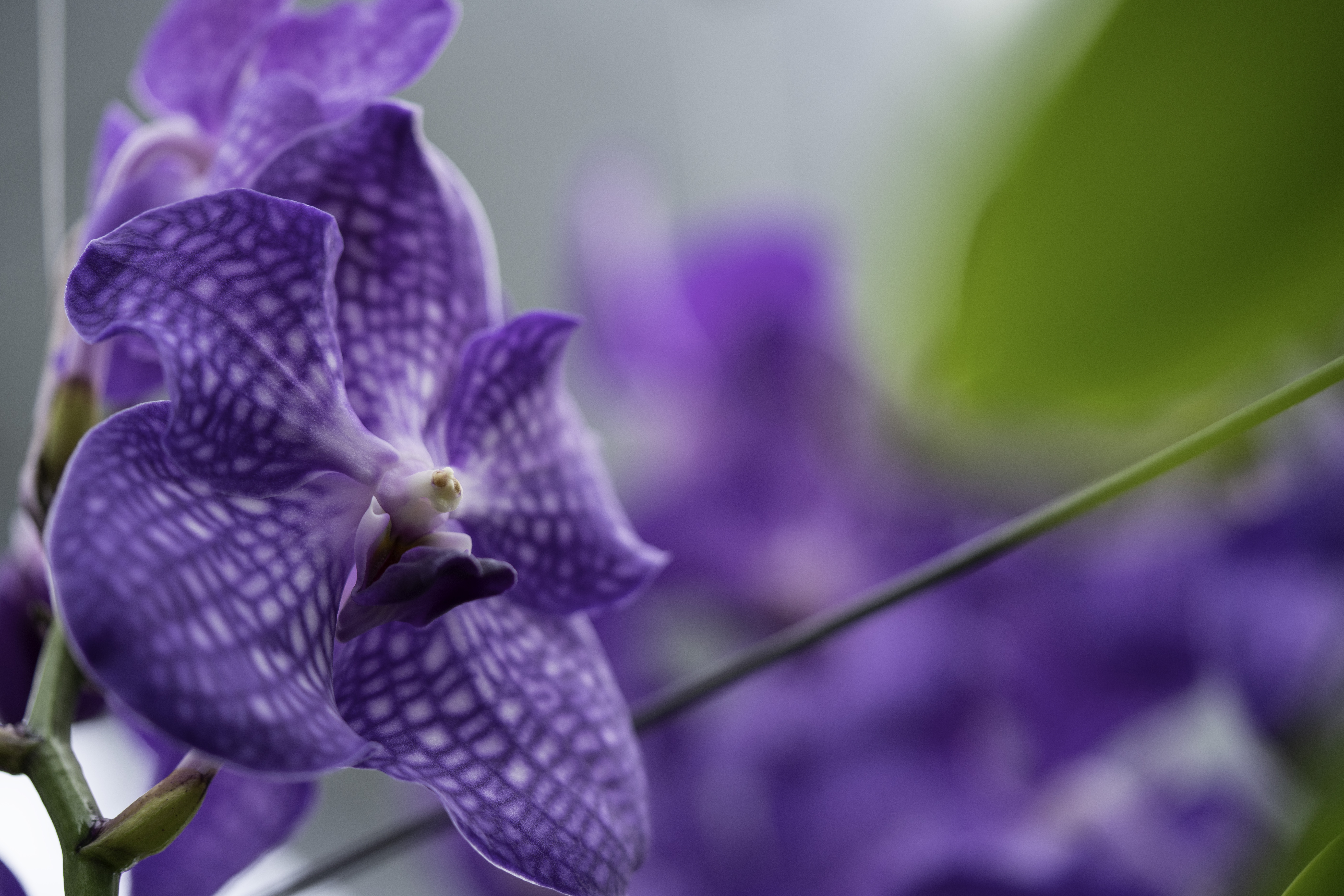CS - ANSU Orchids - Netherlands - Orchids