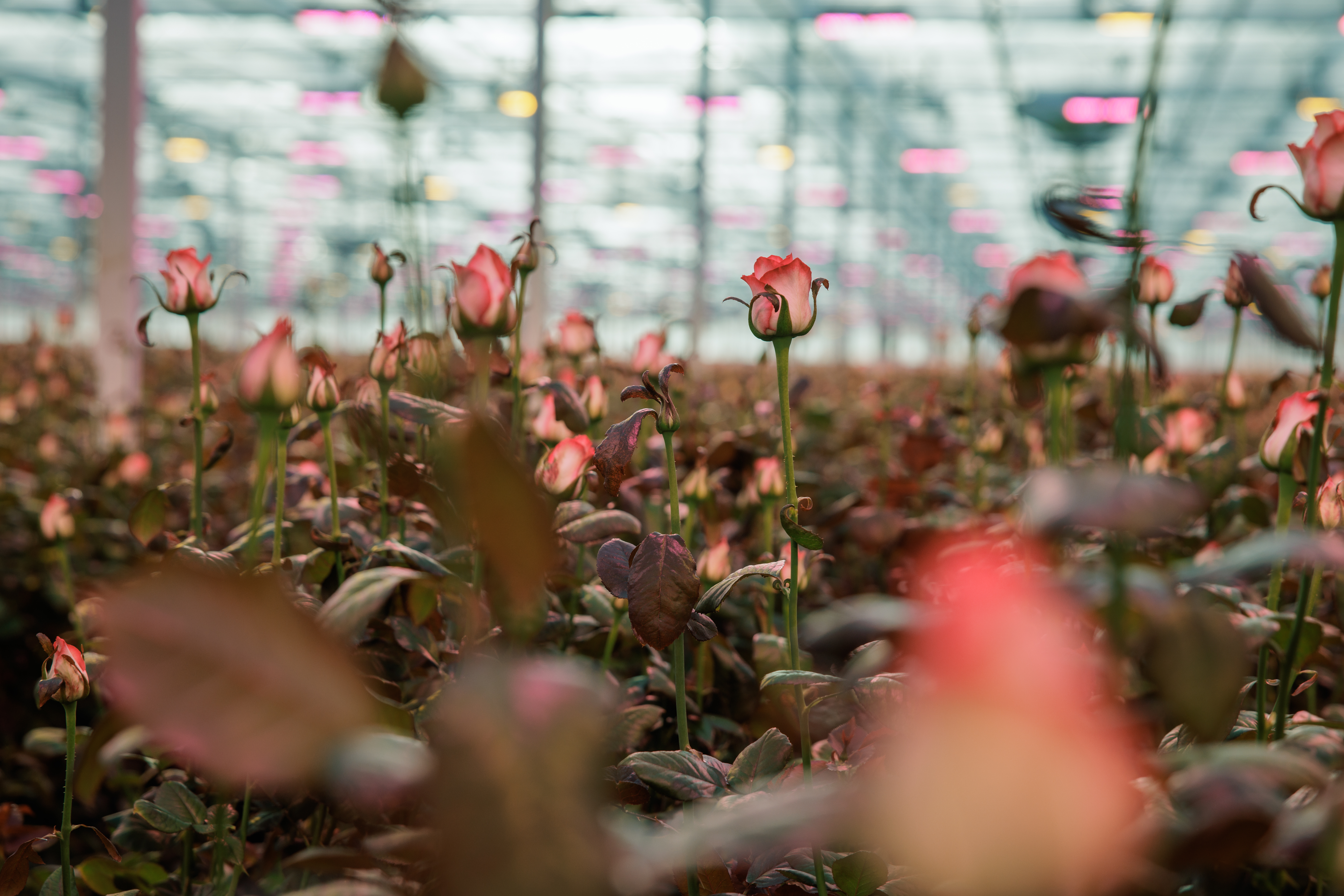 CS - Marjoland - Netherlands - Roses