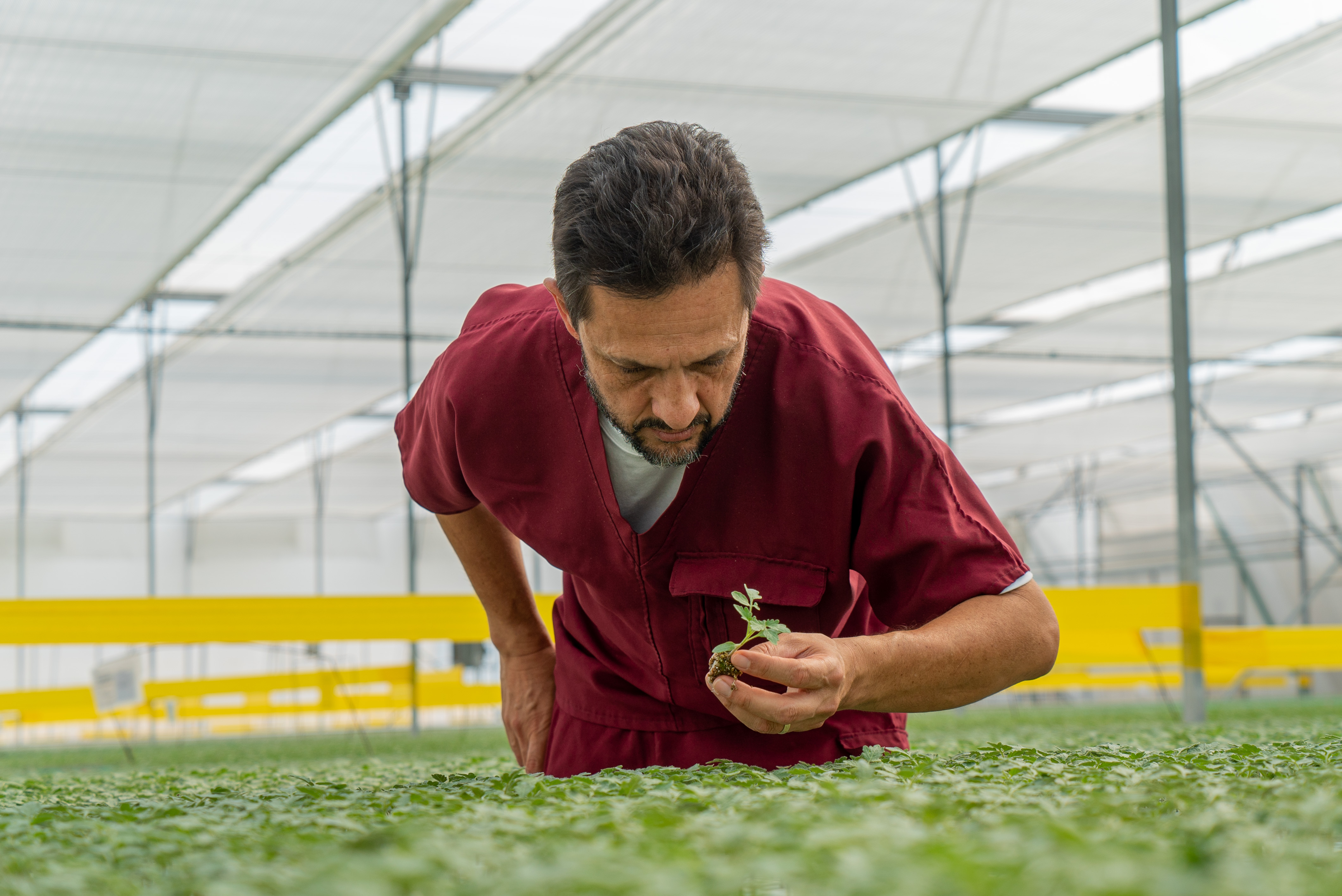 CS - Plantanova - Pharis Rico - Mexico.jpg