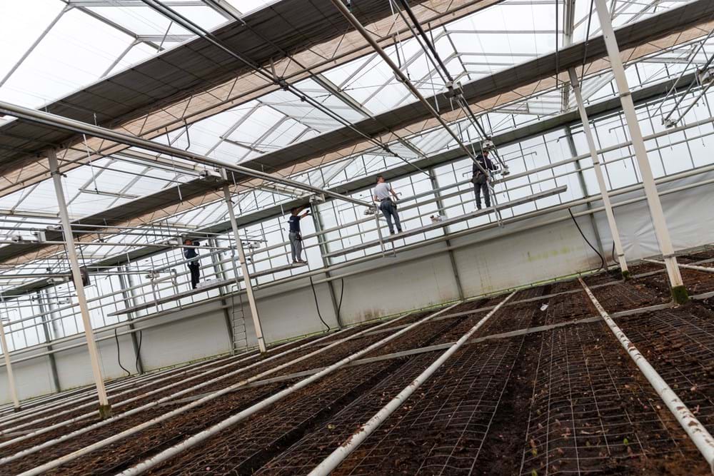 CS2026 bredefleur NL.jpg