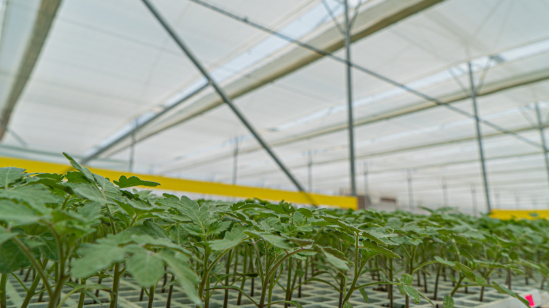 CS - Plantanova - 2019 - Grafted Seedlings.png