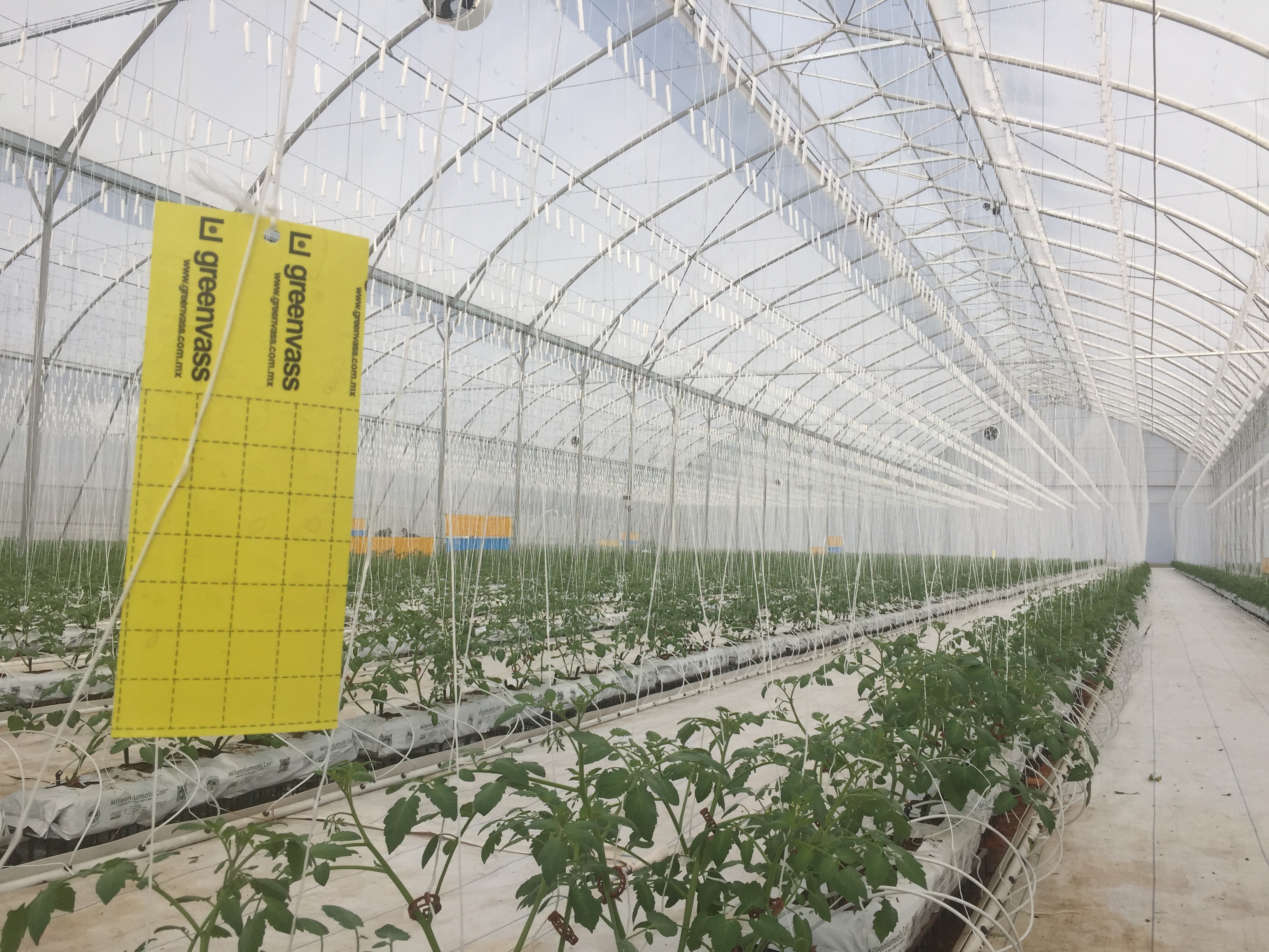 cs - Hortazilas La Gracia 1.jpg