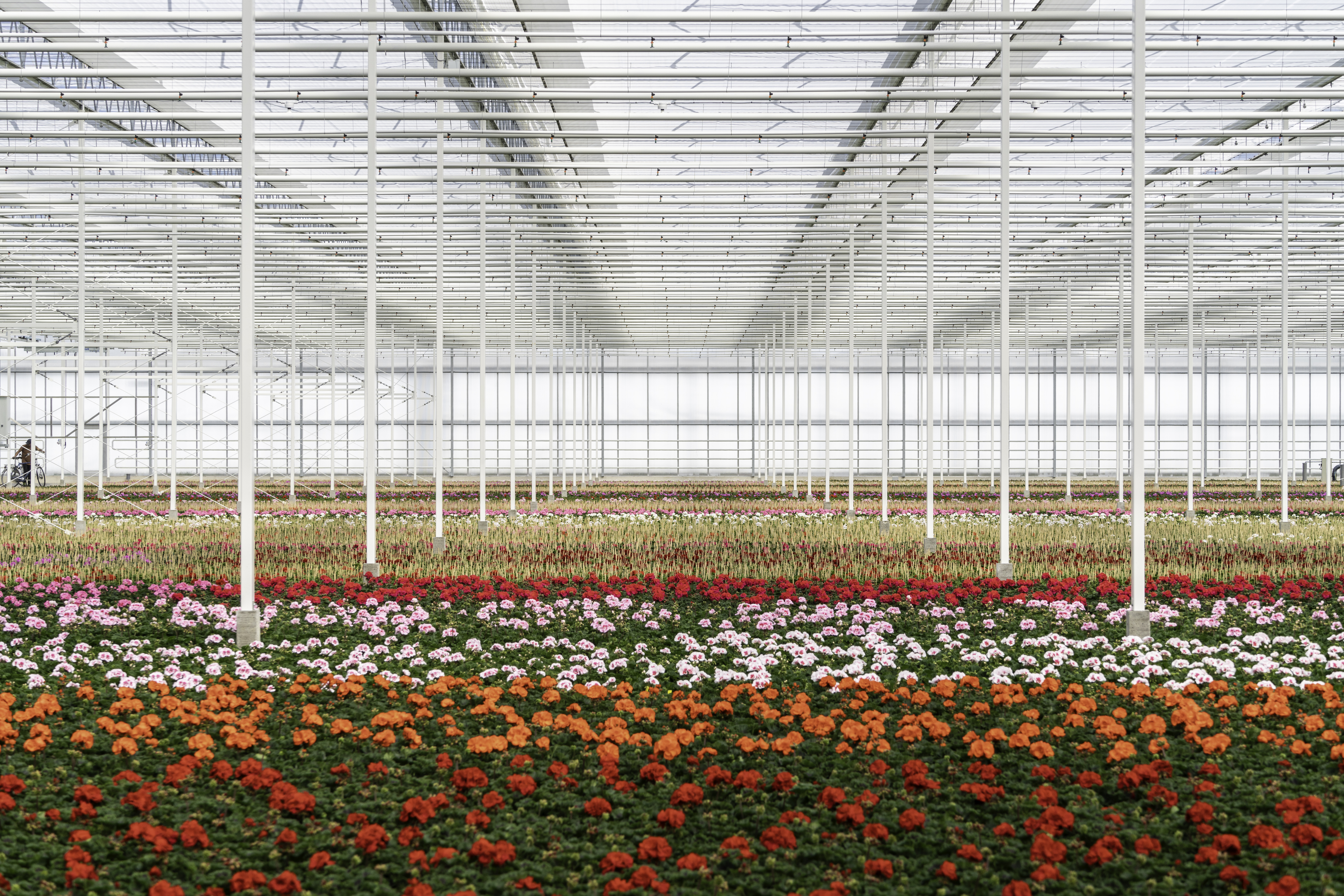 CS - PARperfect - Bergcamp - Netherlands - Colorful Flowers - Potplants.jpg