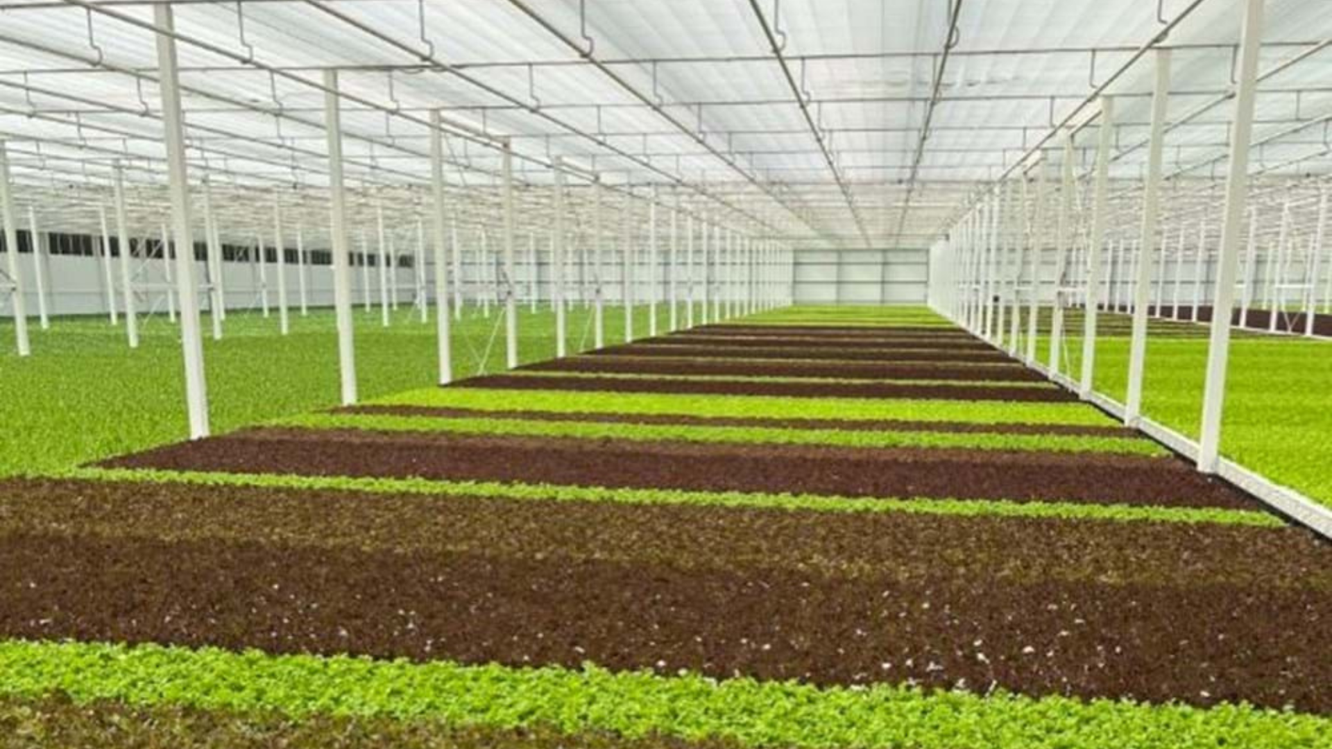 CS - Armela Farms - Abu Dhabi - United Arab Emirates - Hot Climate - PARperfect - Leafy Greens.png