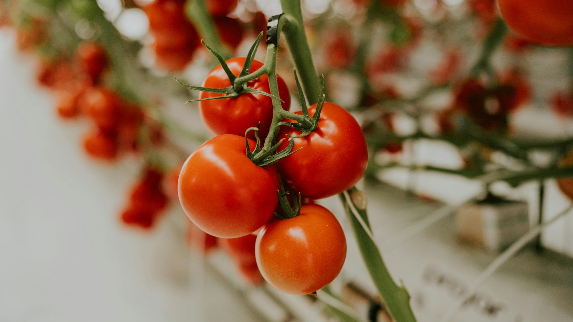CS - Cluster Tomatoes - Crops.png