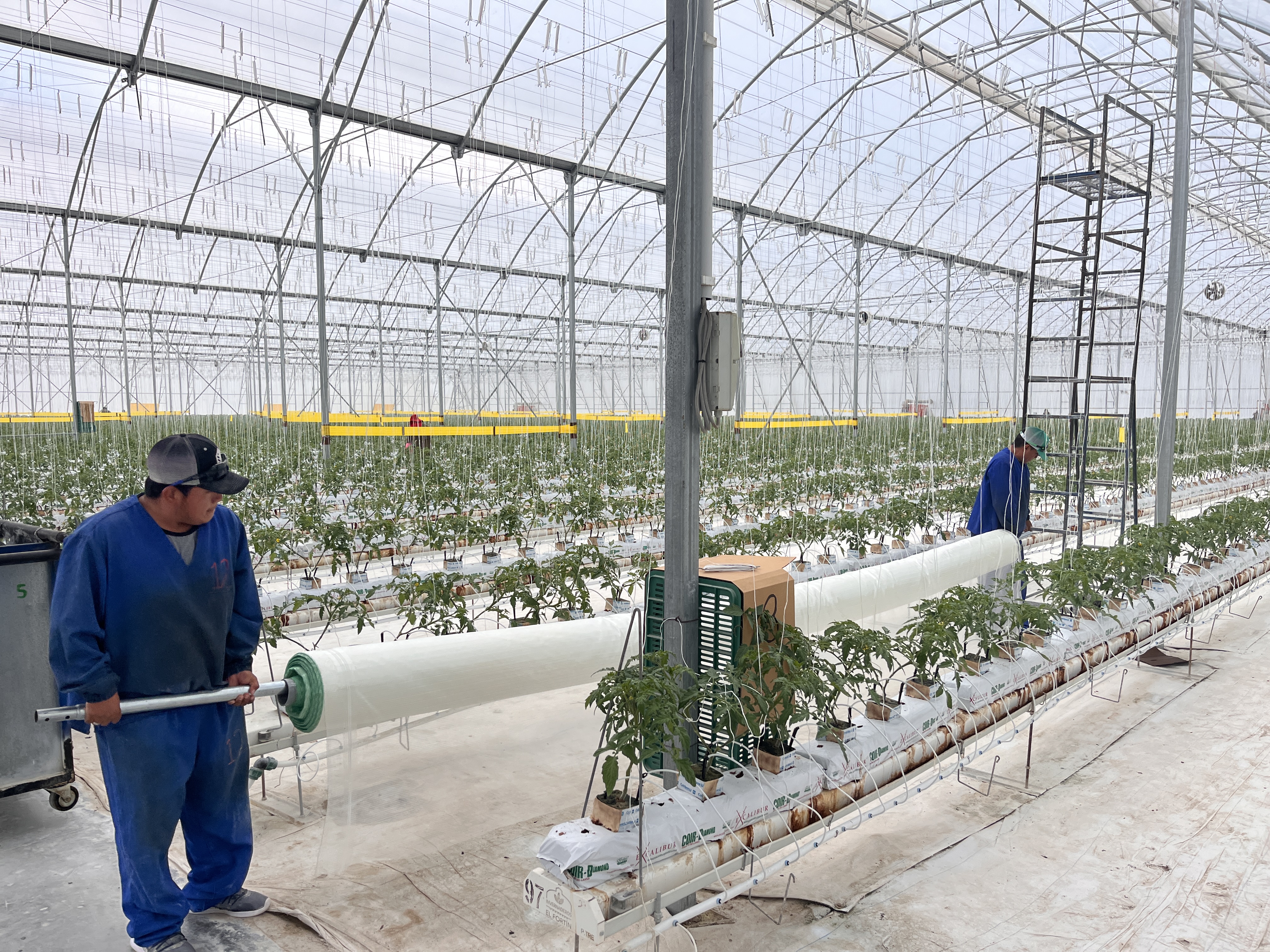 CS - Highlights Svensson, HortiConnect -Van der Valk- & Digma 2.jpg