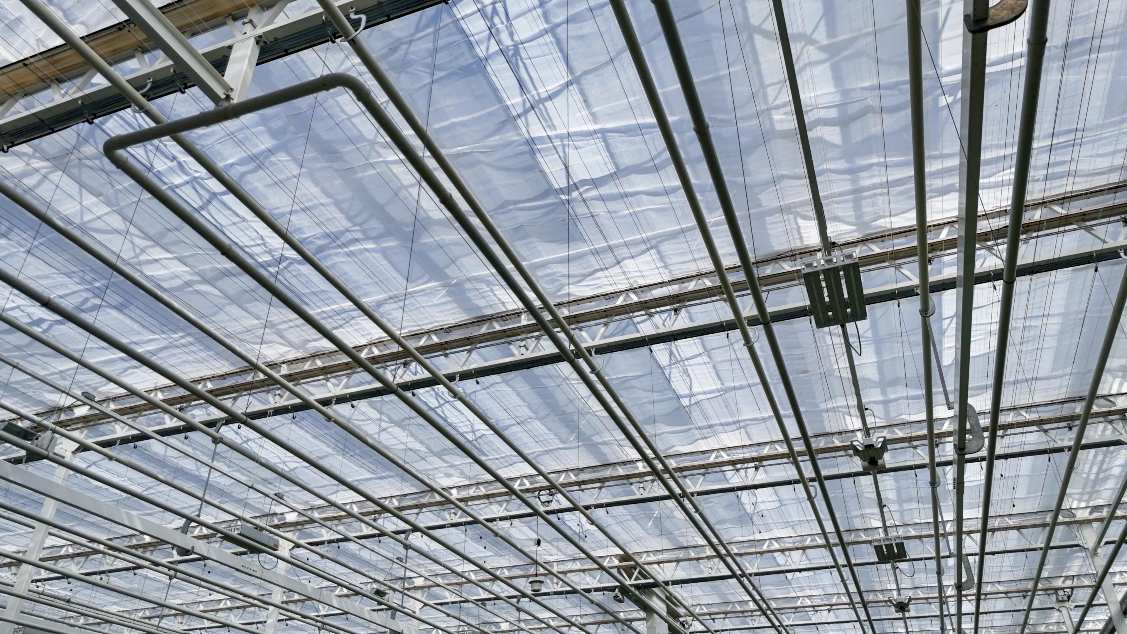 CS - Ontario Plants - OPP - Xsect Xtreme - Canada - Propagation