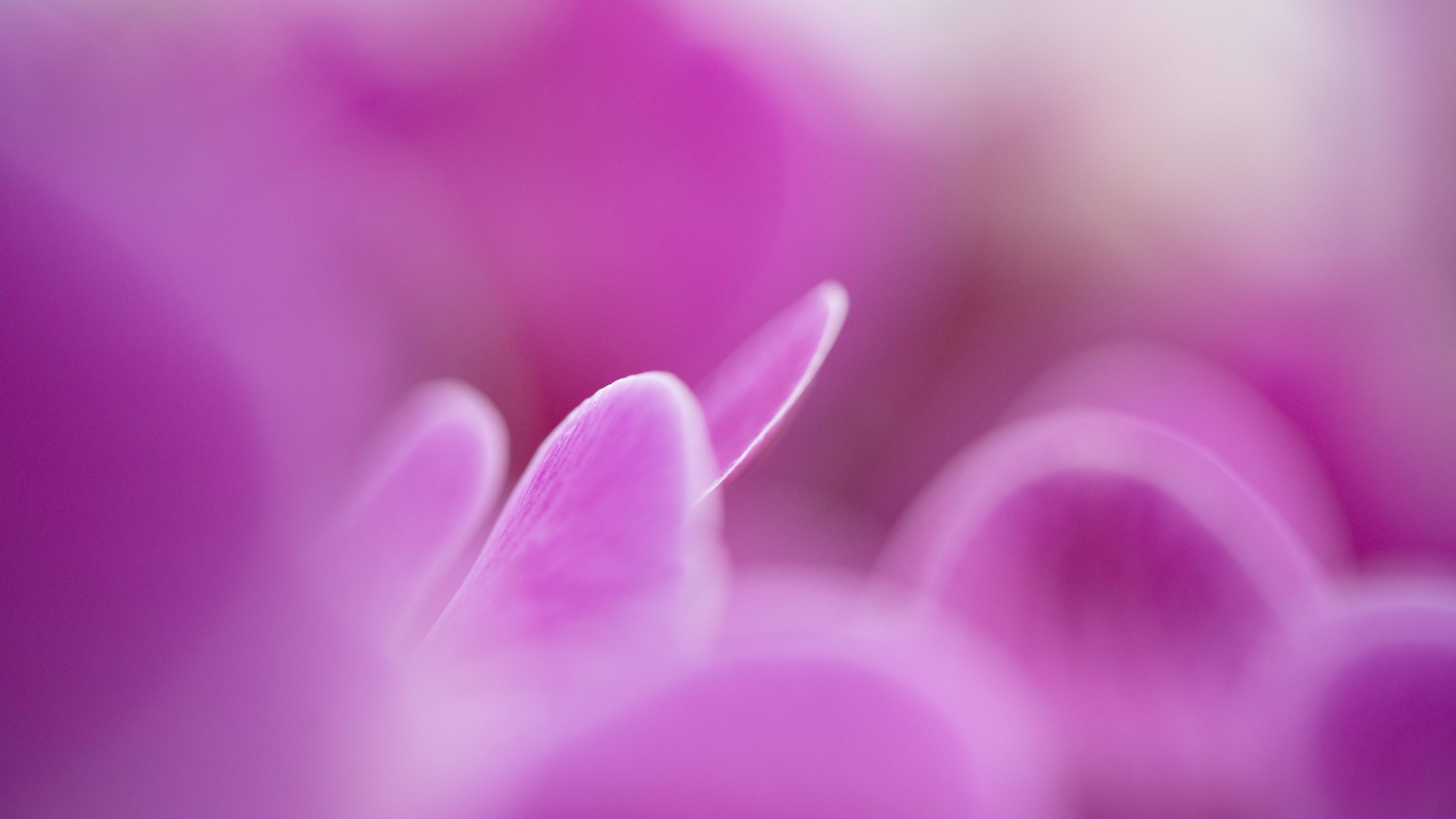 CS - Satter Orchids -  Netherlands - Purple Orchids.png