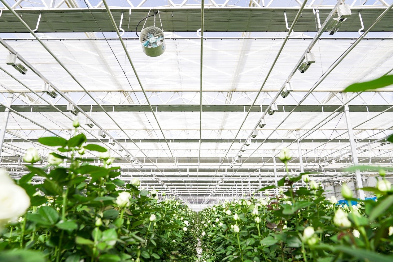 cs - lanzhou-nongtou_1.jpg