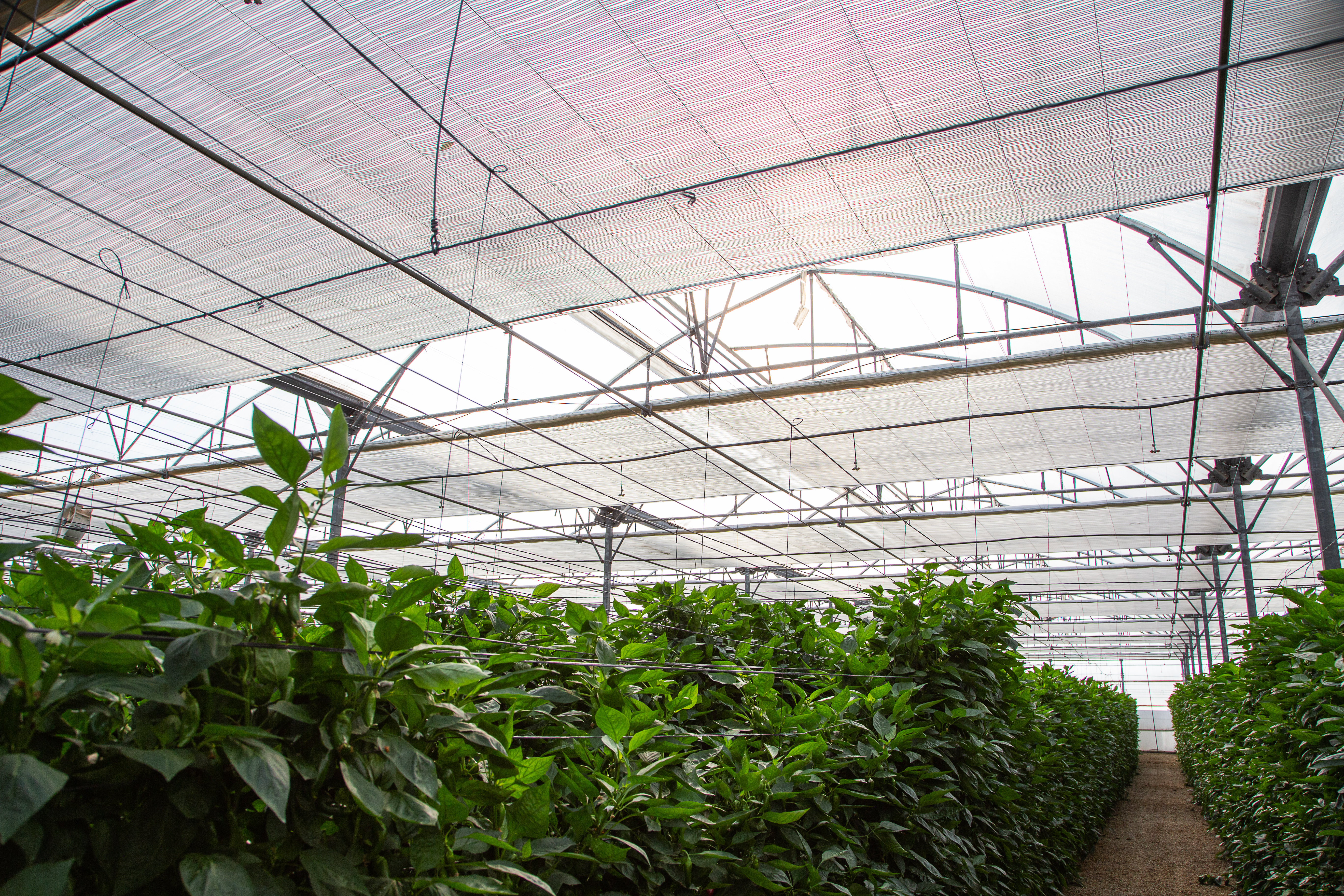 CS - Natural Banos - Spain - 2020 - Growers - Screens.jpg