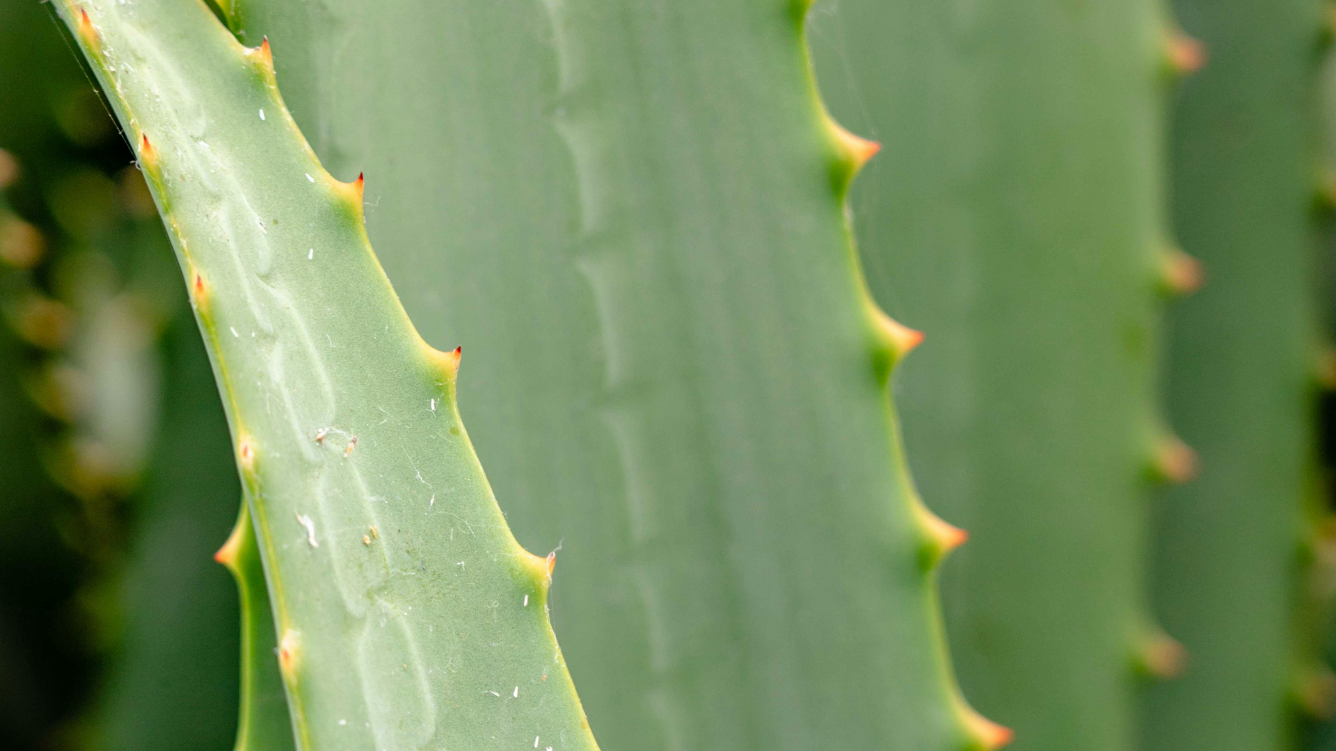 CS - Aloe - Succulents - Harmony - Spain - 2020.png