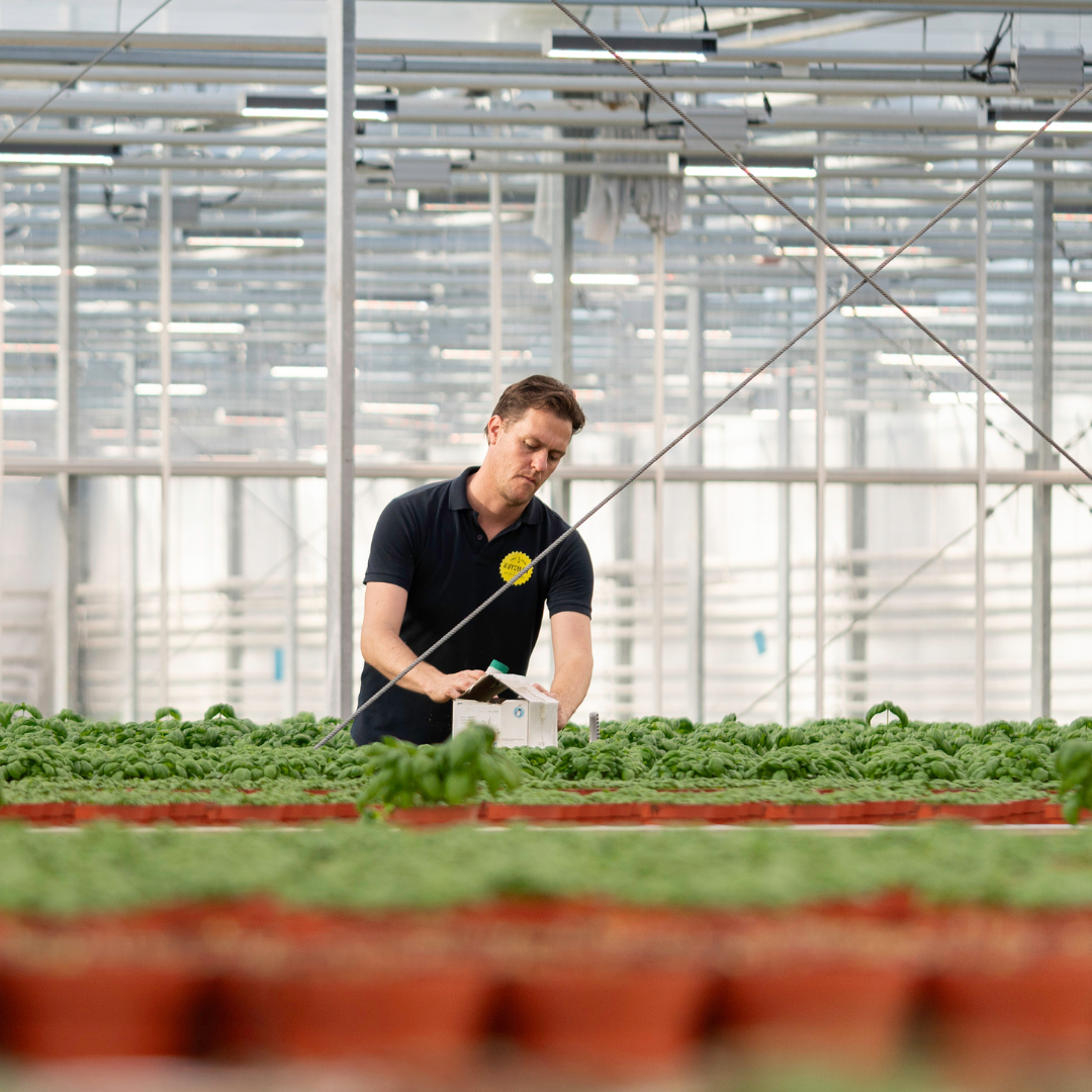 CS - Buysman Herbs - Basil - Netherlands