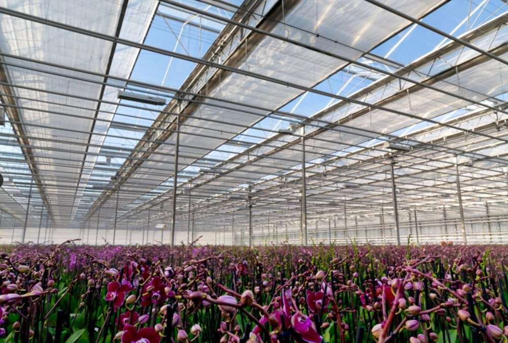 CS2026 Bloemen veld NL.jpg
