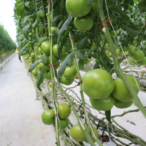 CS - Santo Domingo - Greenhouse - Tomato.png (1)