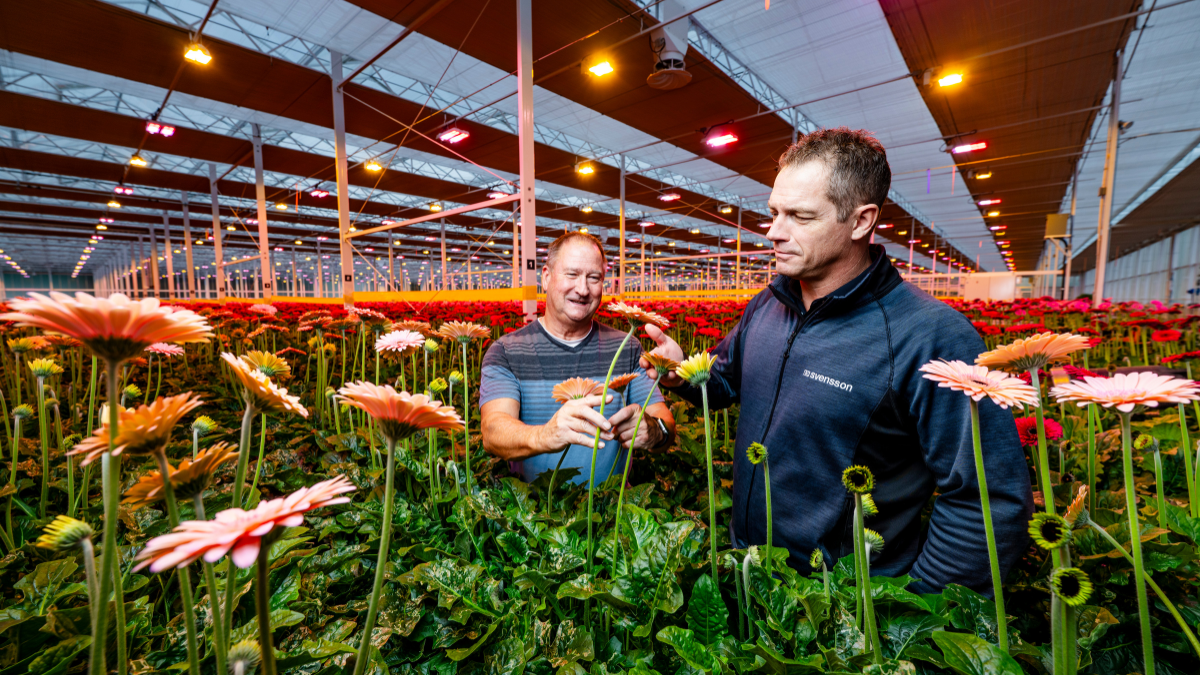 CS - Hollandia - Gerberas - Canada - Dustin Mater - Terry Pastorek - Harmony - Obscura.png