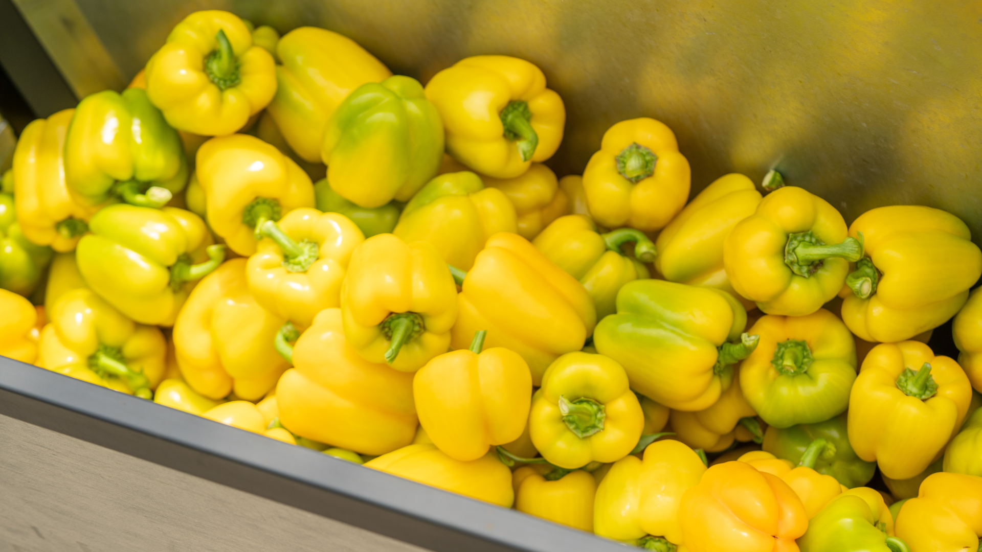 CS - 4evergreen - Yellow Peppers - Netherlands - 2026 - Grower Stories.png